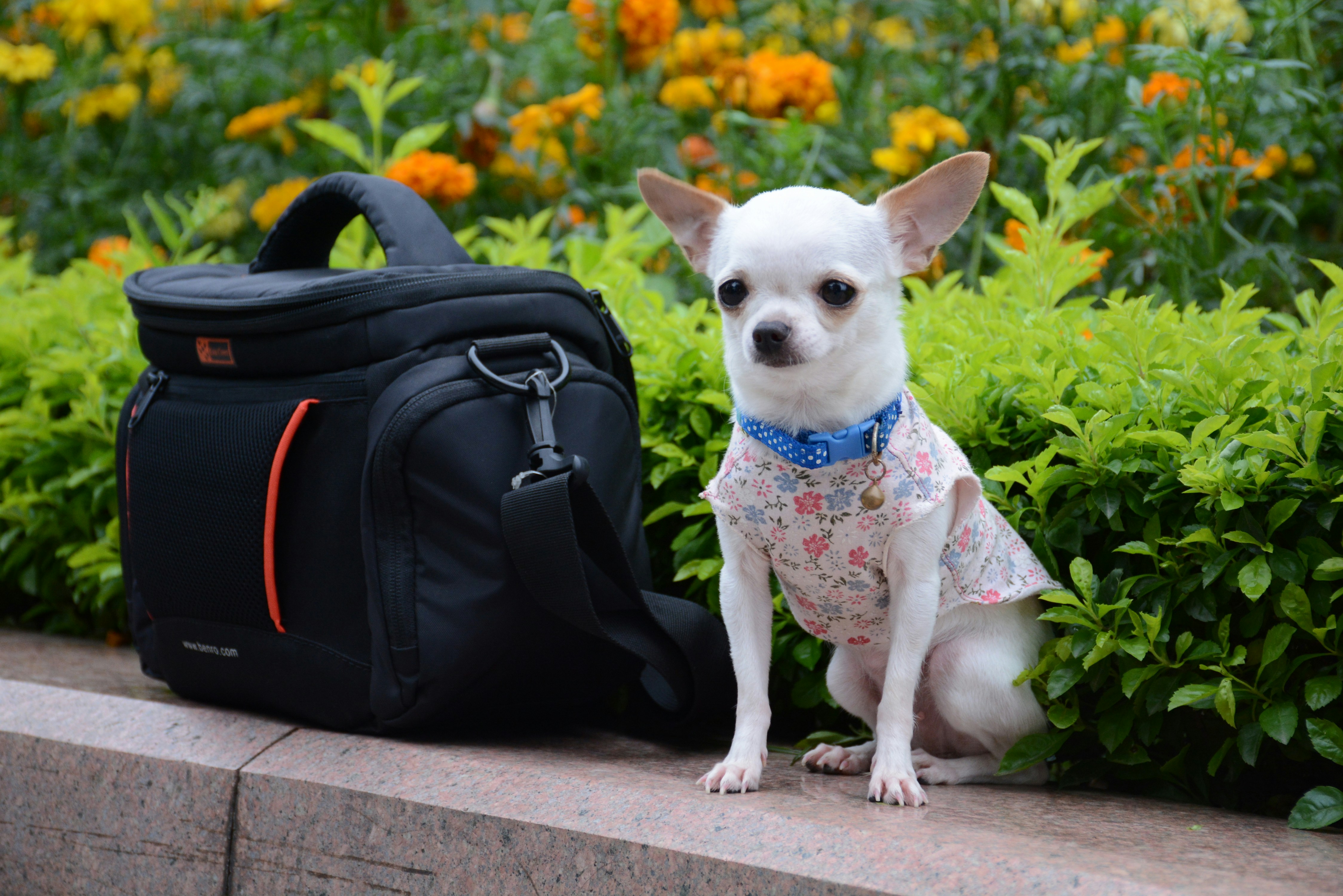 The Best Dog Travel Bag Dogtime