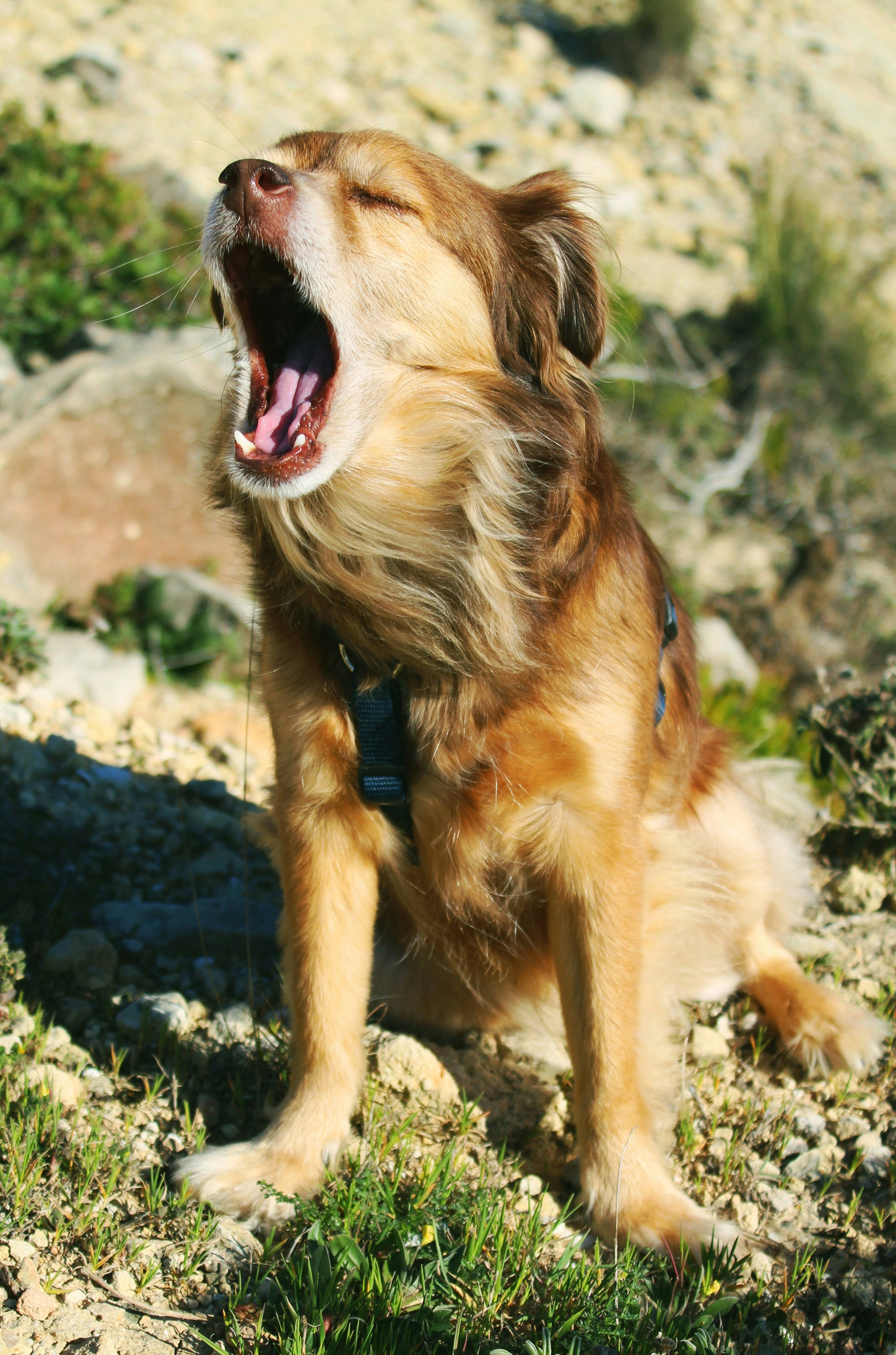 closeup photography of brown dog photo Free Dog Image on Unsplash