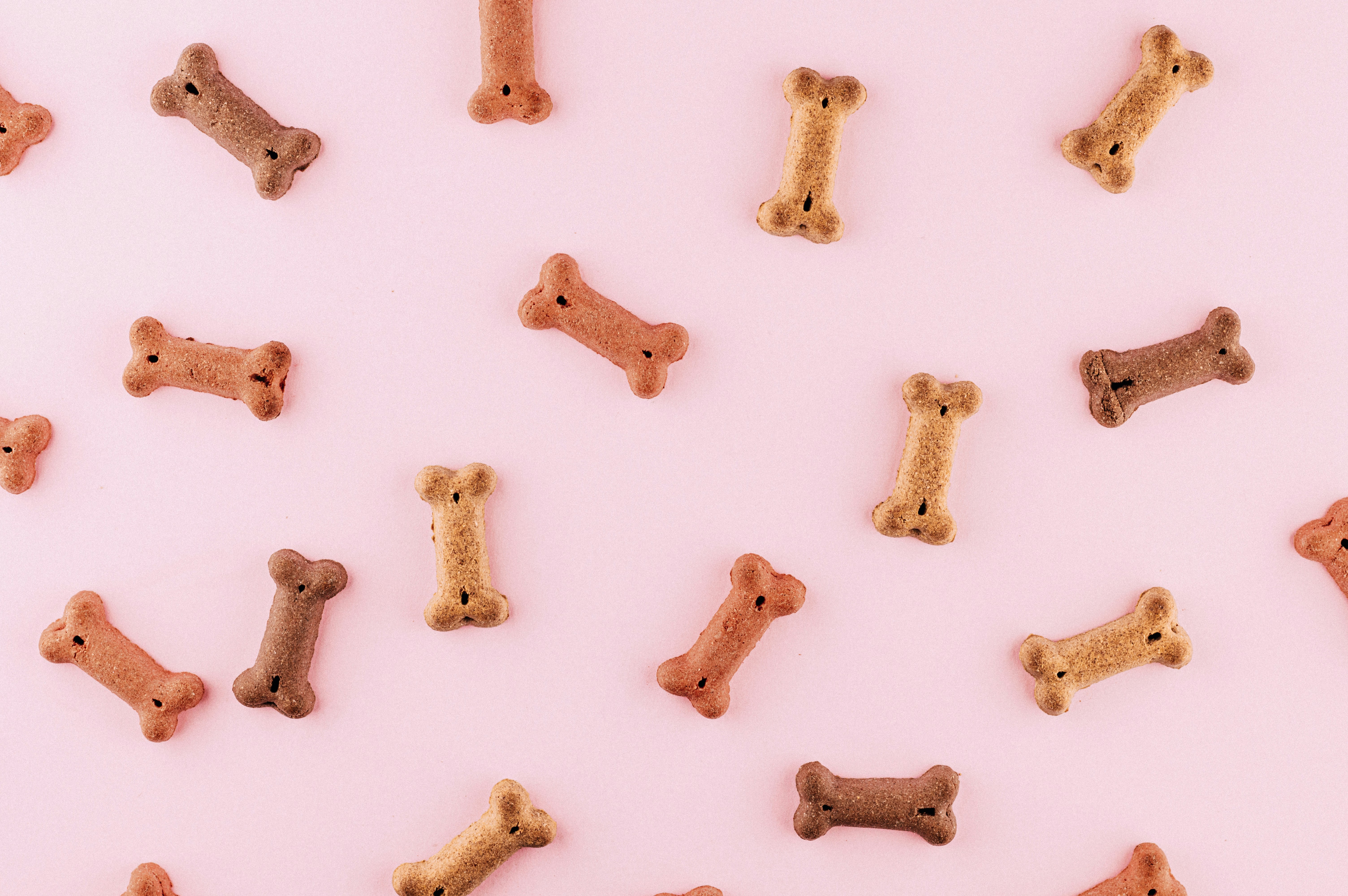 Dog Snack Pictures Download Free Images on Unsplash
