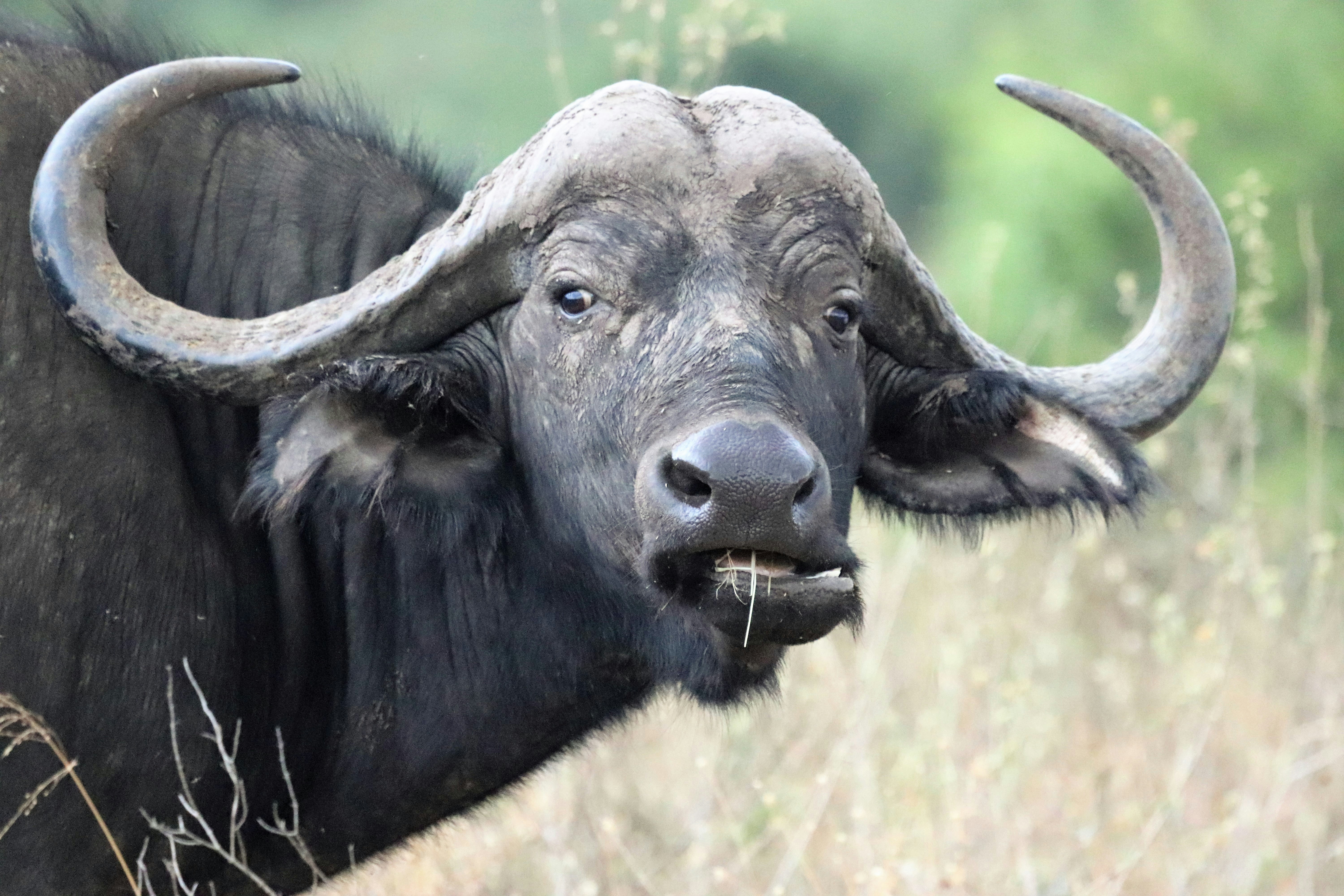 adult water buffalo eating grass during day photo Free Kenya Image on