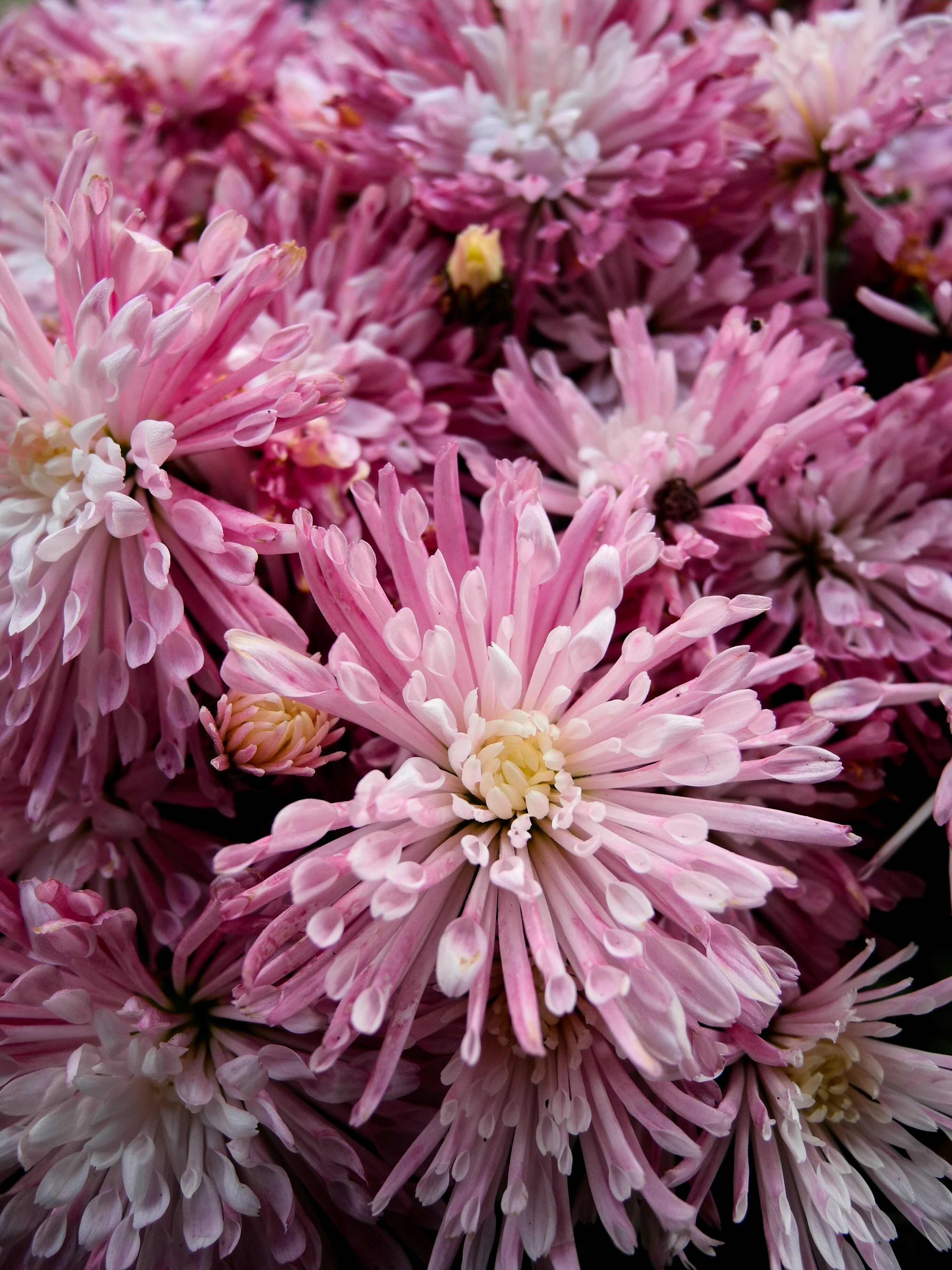 Pink Color Pictures [HD] Download Free Images on Unsplash