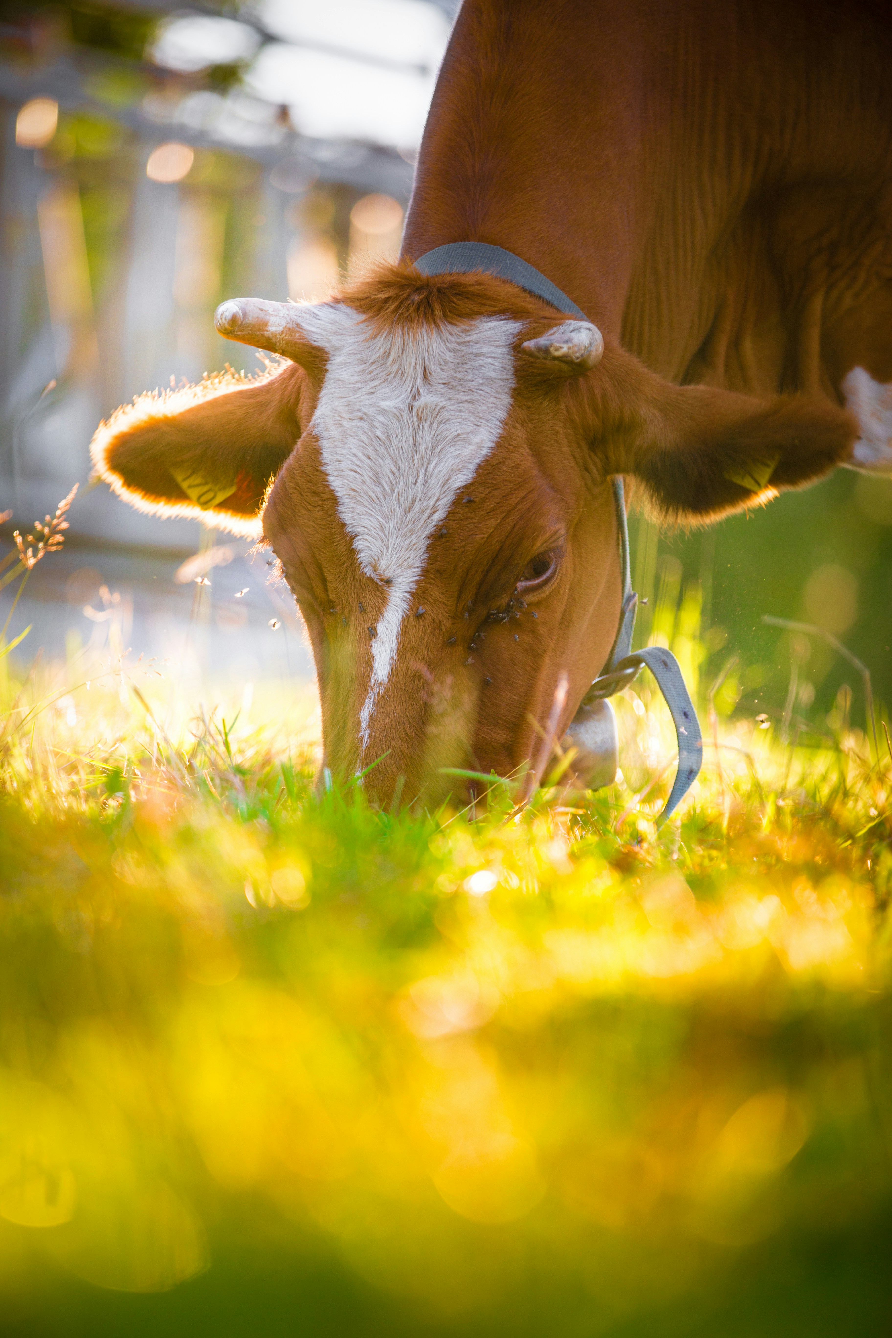 Cow Eating Grass Pictures Download Free Images on Unsplash