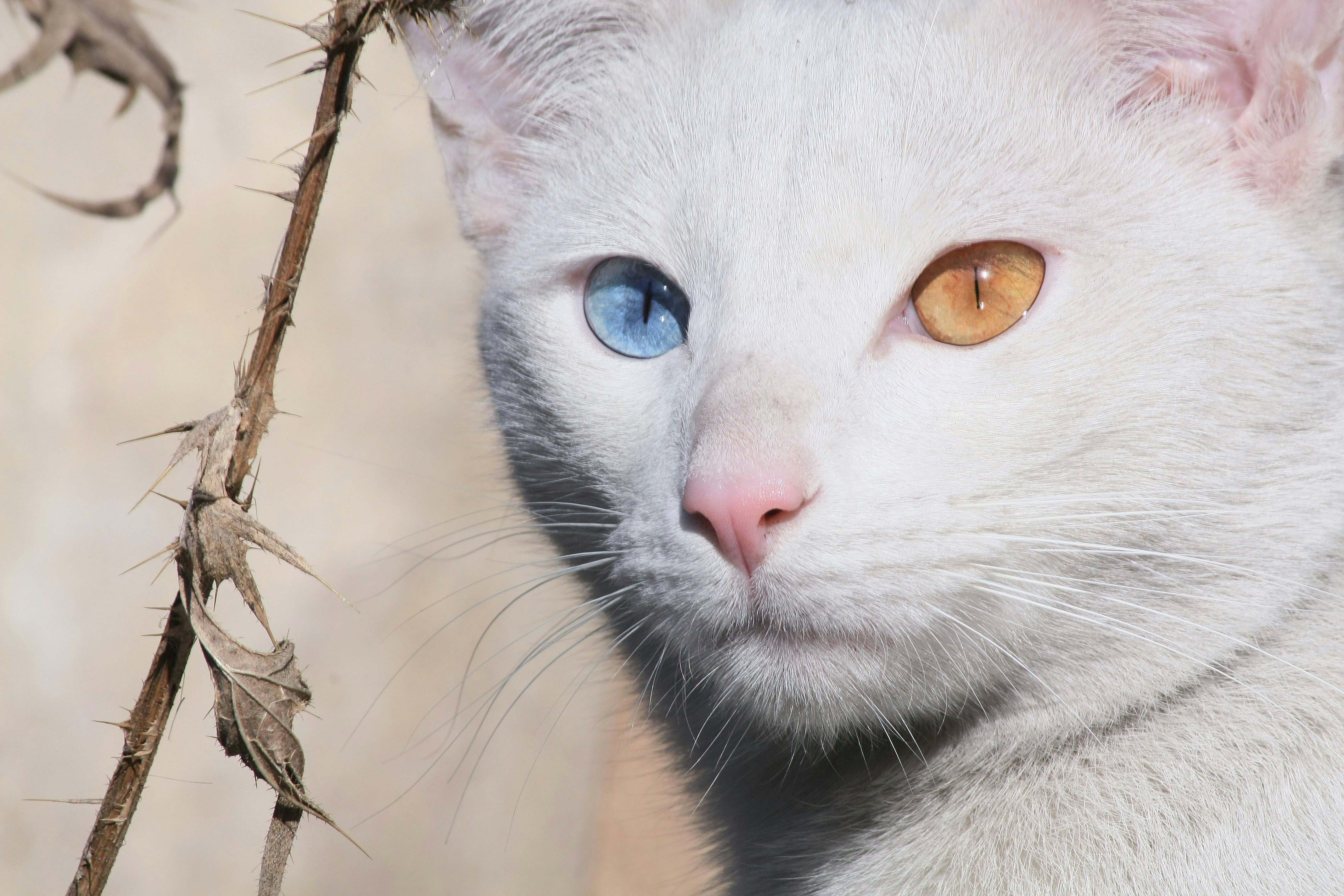 Heterochromia Pictures Download Free Images on Unsplash