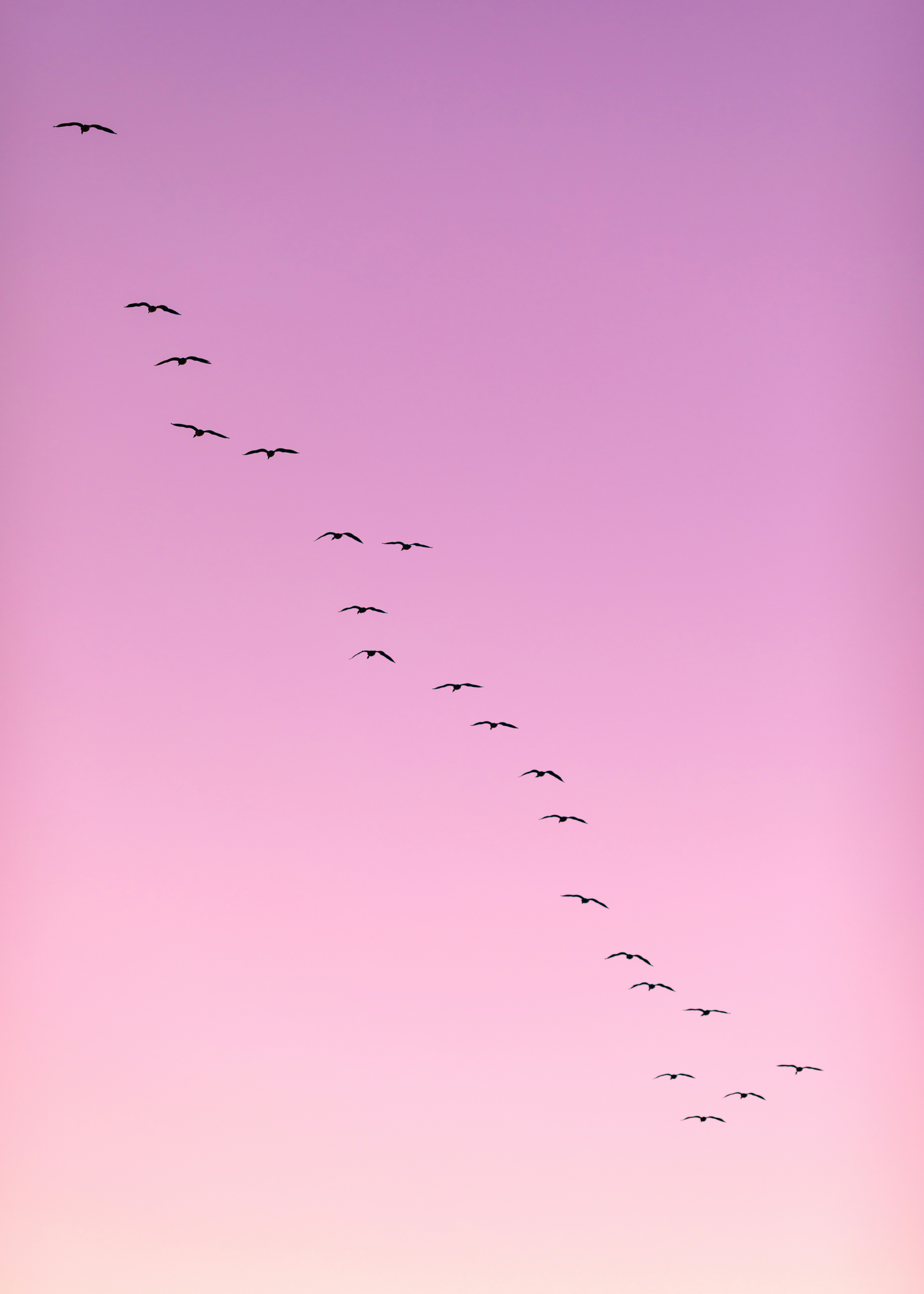 Flock Of Birds Pictures Download Free Images on Unsplash