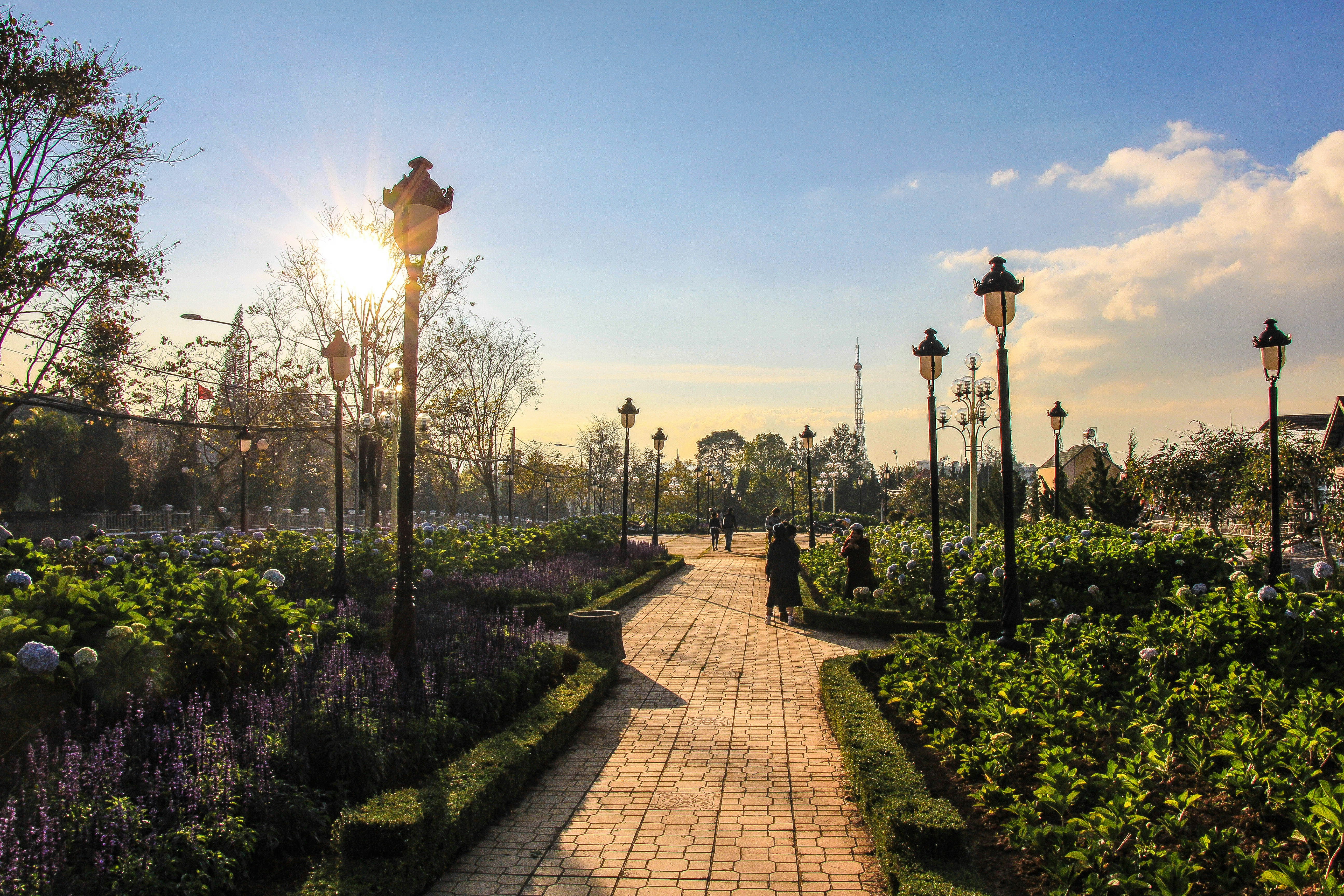Da Lat Pictures [HD] Download Free Images on Unsplash