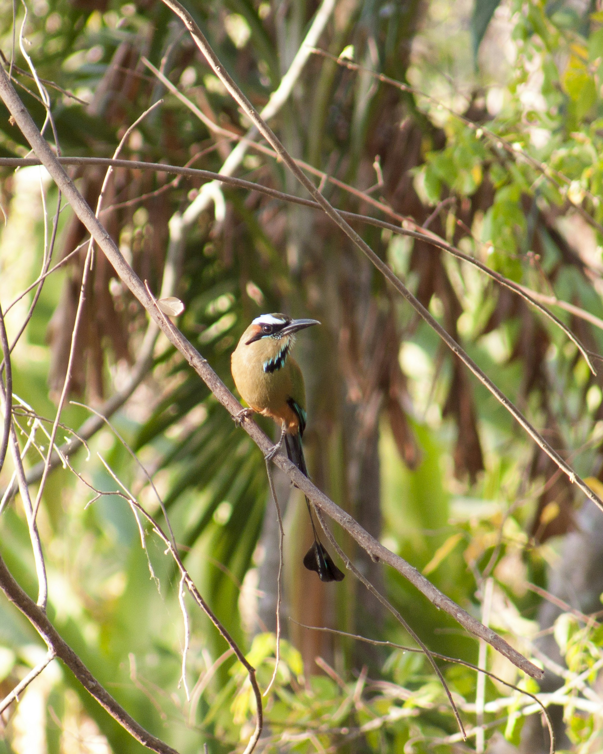 brown bird perch on branch of tree photo Free Animal Image on Unsplash