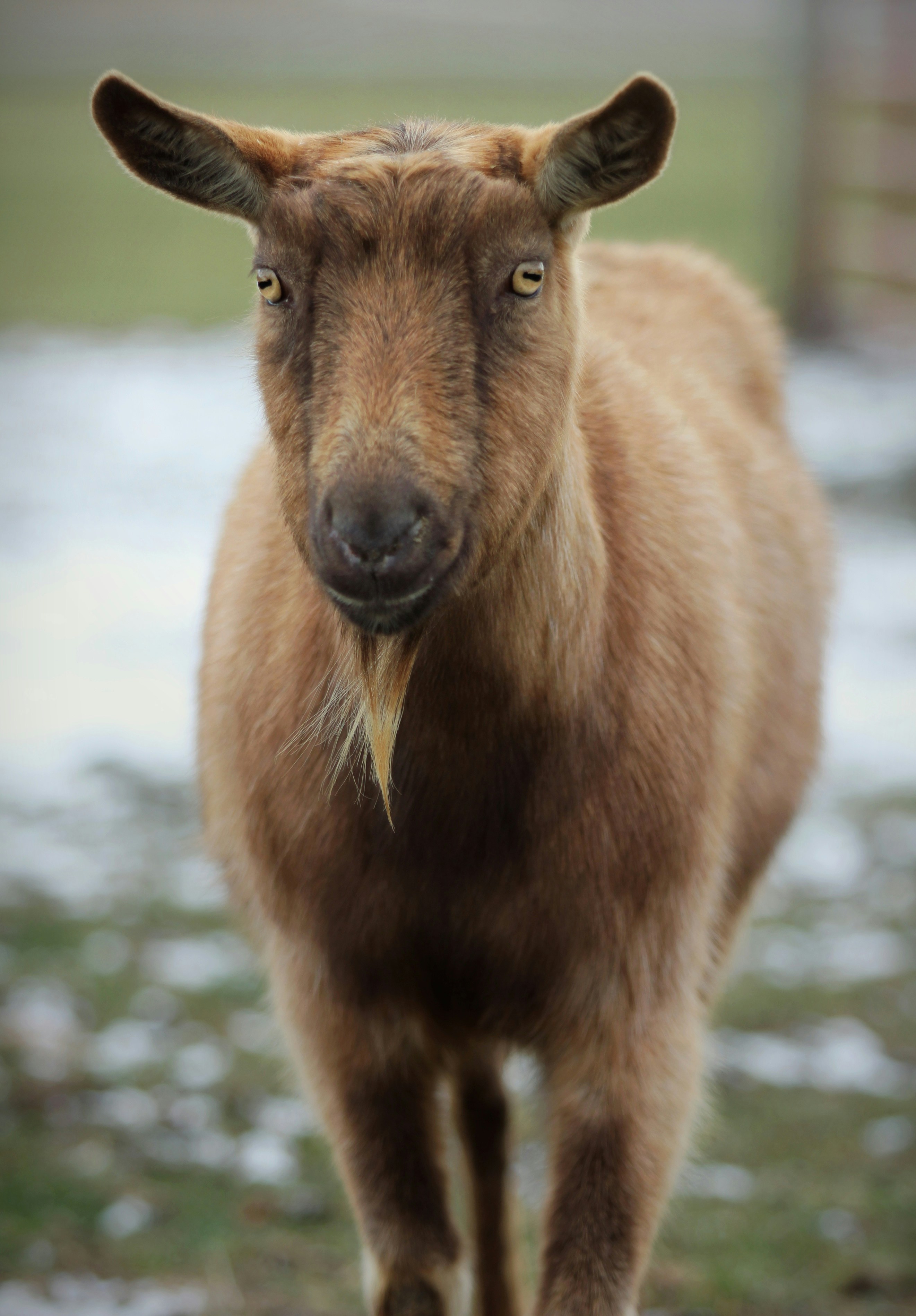 Billy Goat Pictures Download Free Images on Unsplash