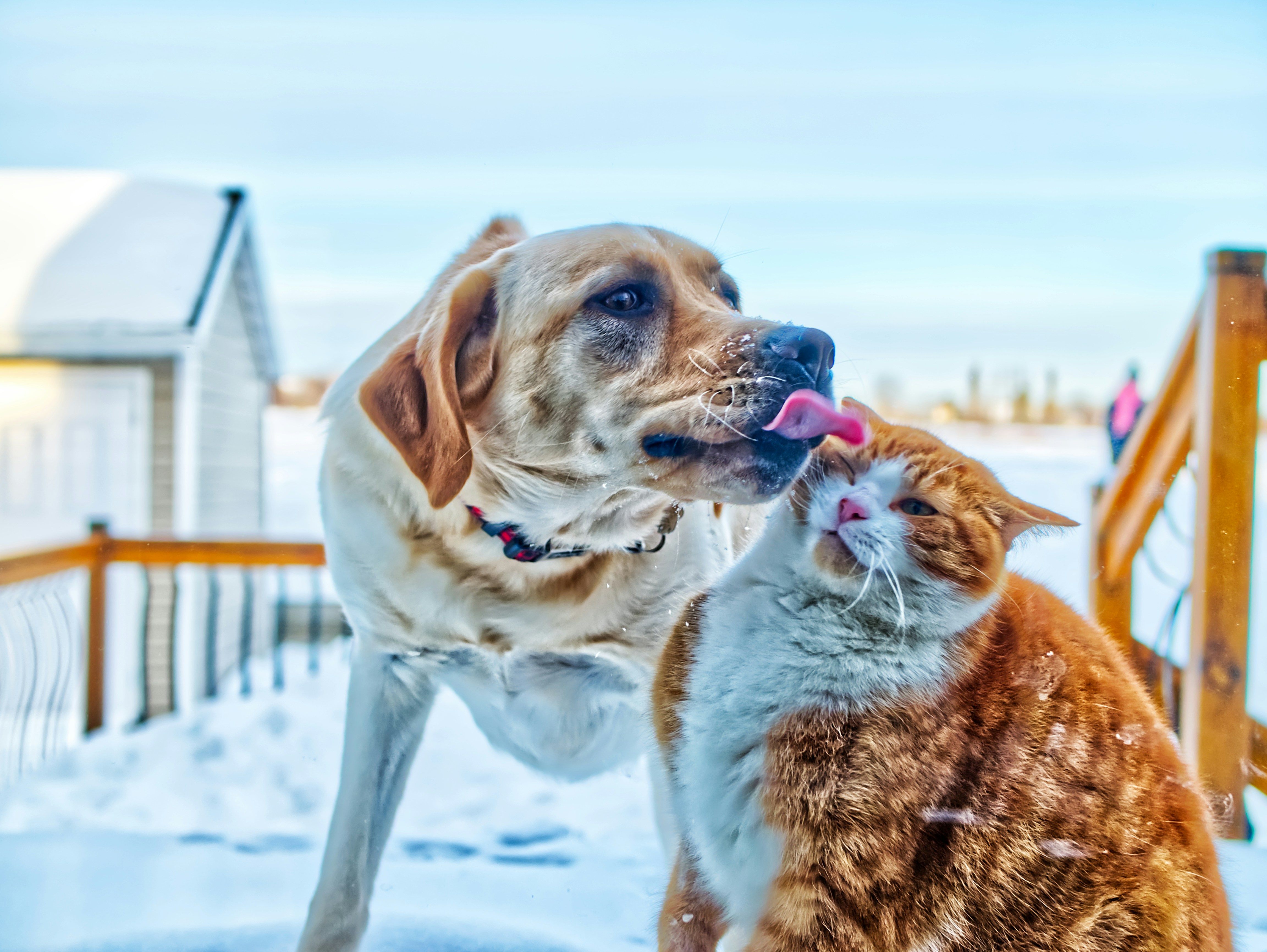 5 Canada Pet Relocation Rules for First-Time Movers