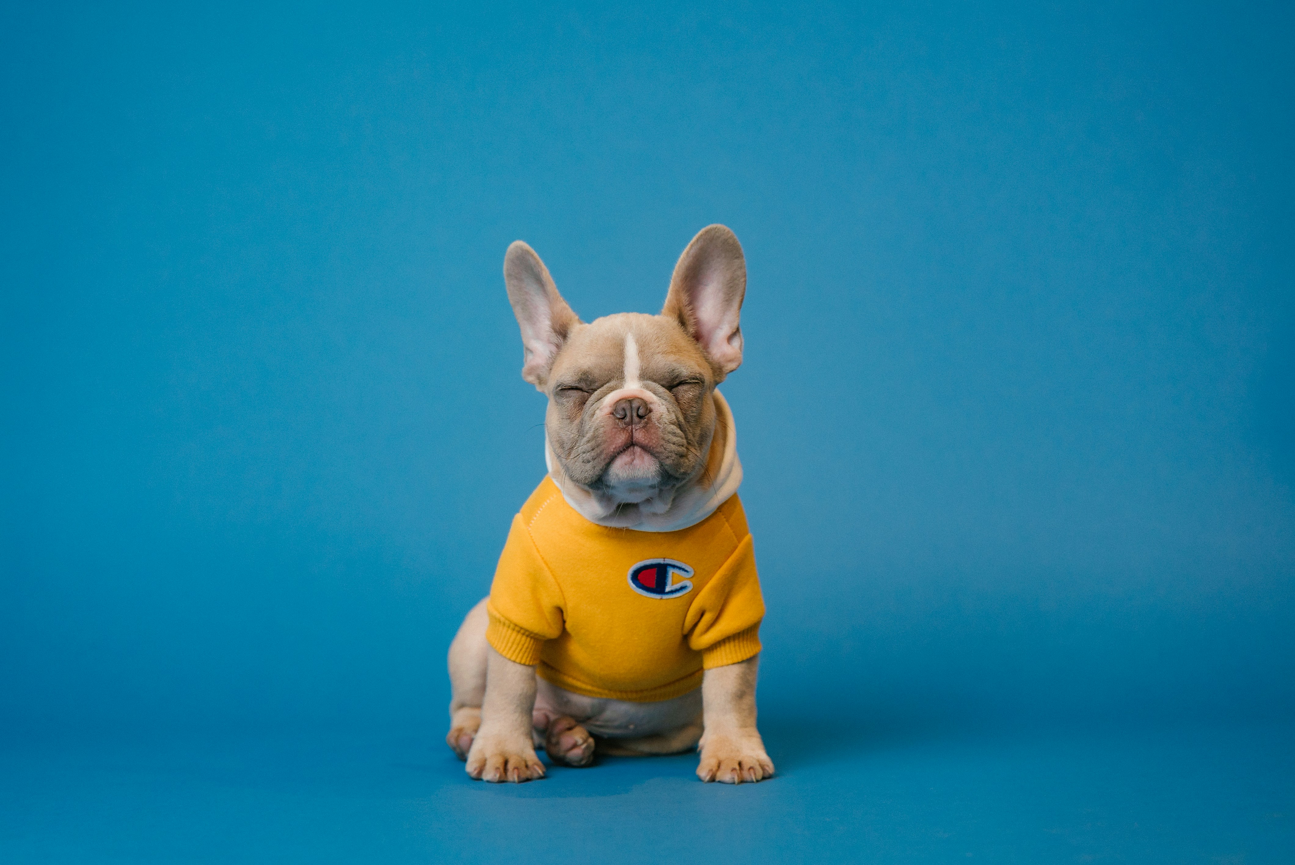 The Benefits of Belly Bands for Dogs A Comprehensive Guide