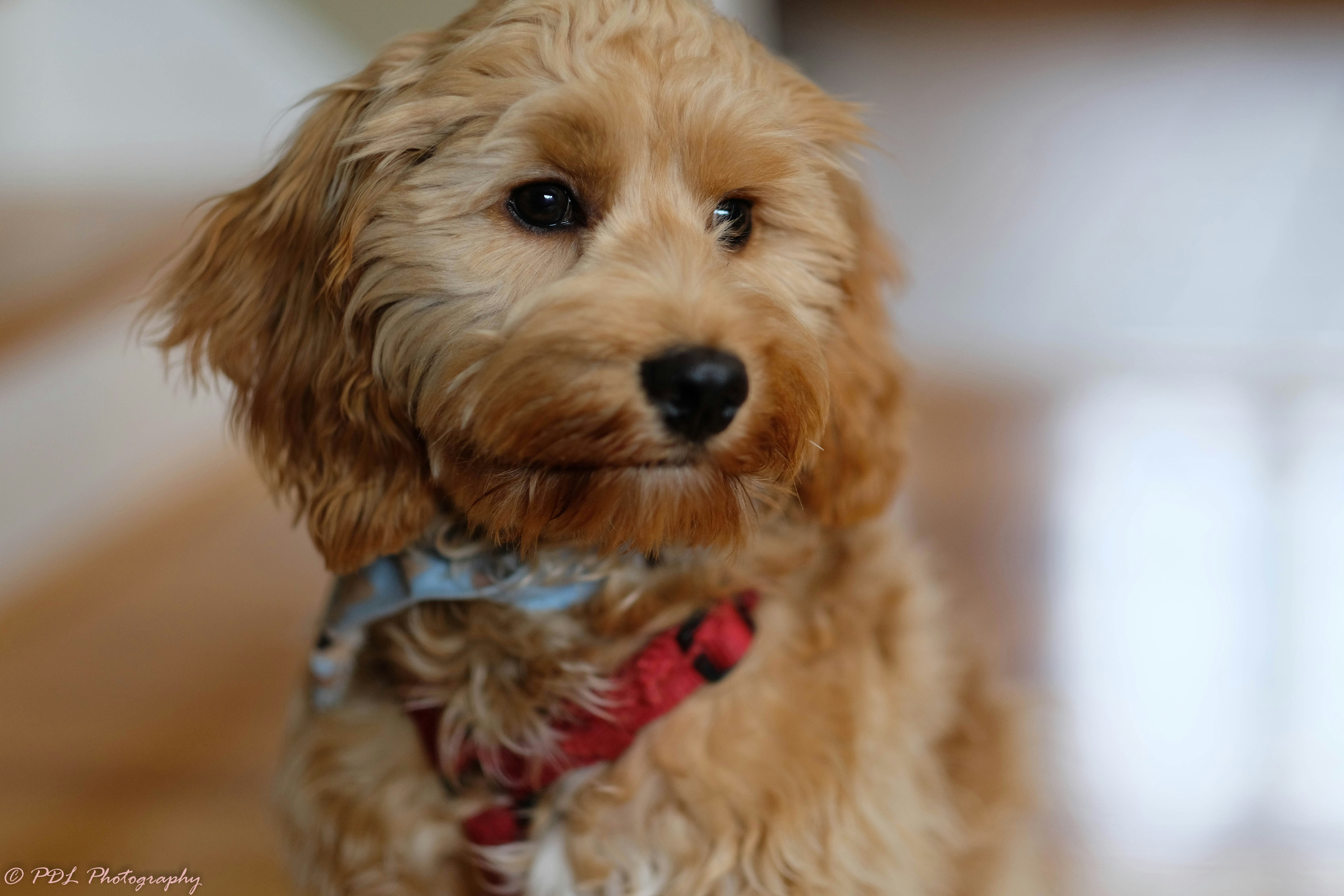 Foto de perro pequeño marrón de pelo largo Imagen gratuita Marrón en