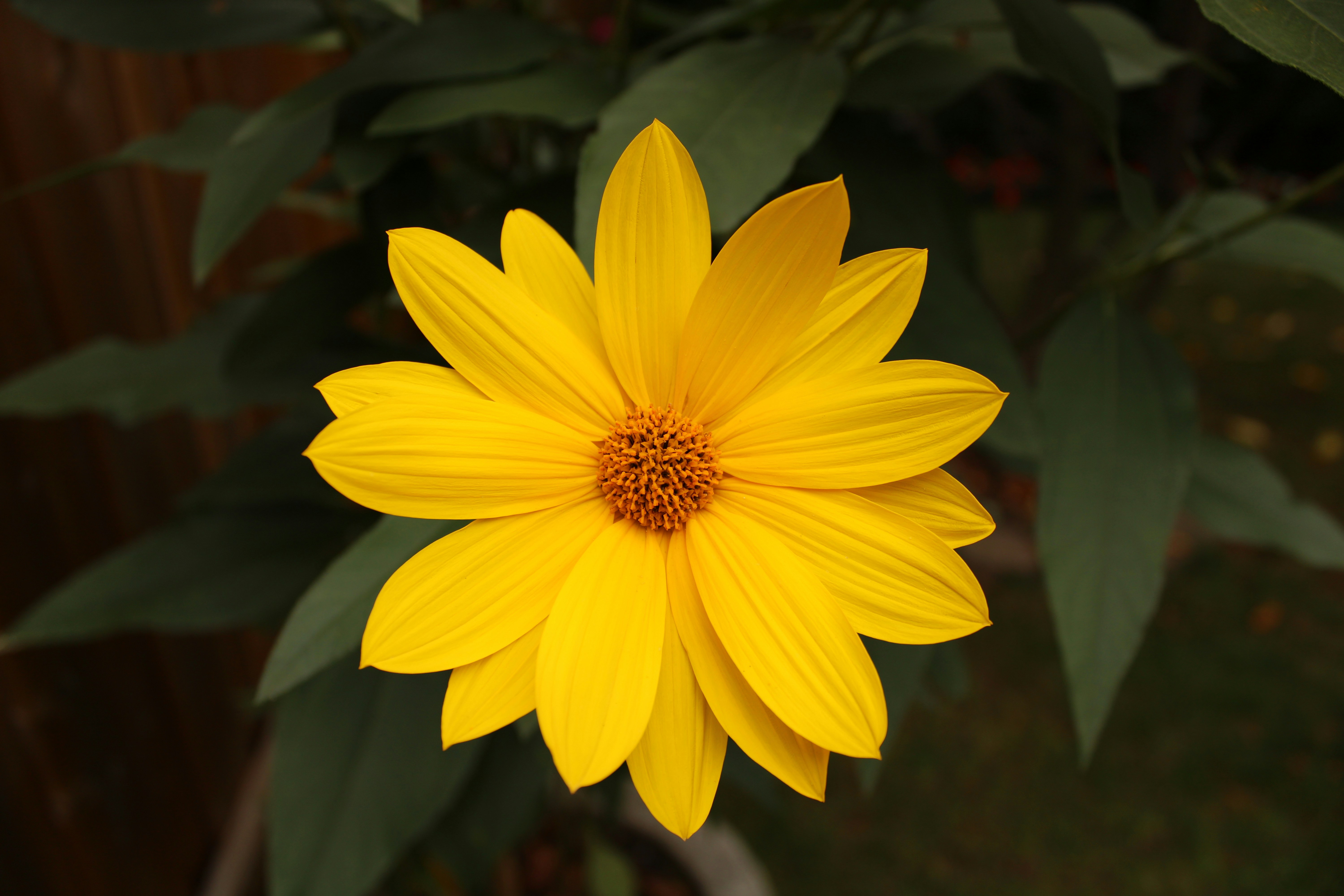 500+ Yellow Flower Pictures [Hq] | Download Free Images & Stock Photos On Unsplash