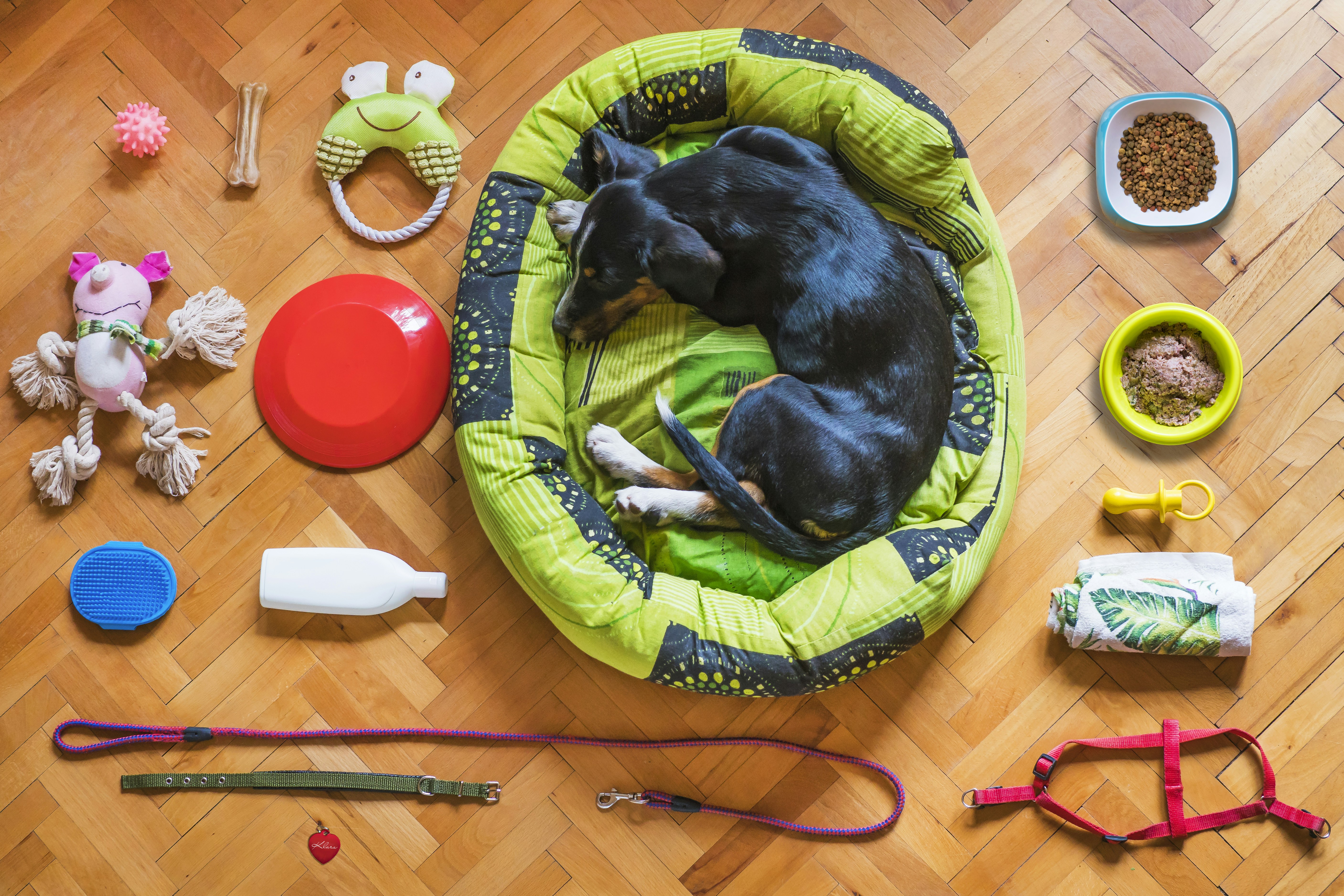 9 DIY Tools for Homemade Brain Training for Pets Activities