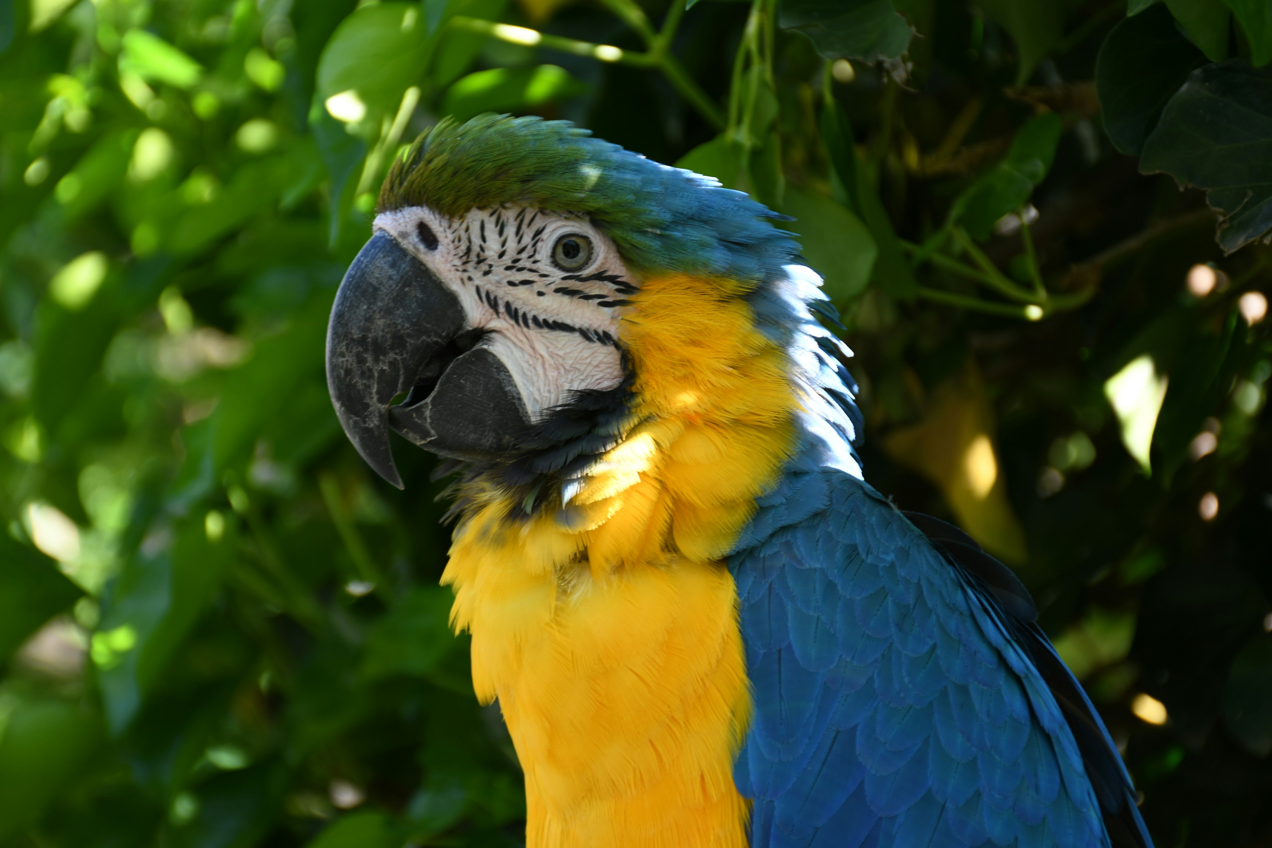 blue yellow and green parrot photo Free Bird Image on Unsplash