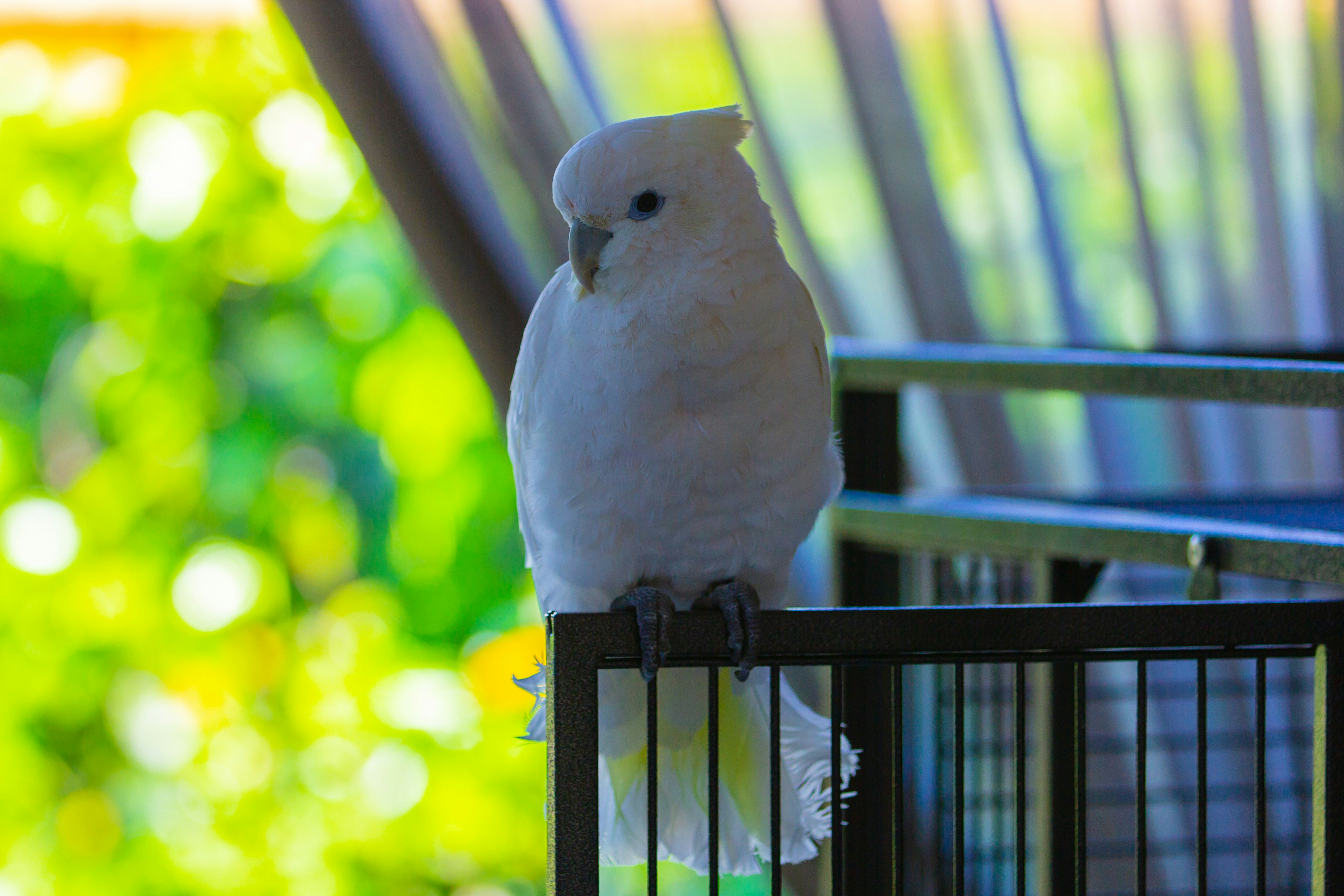 Everything You Need to Know About Parrot Cages