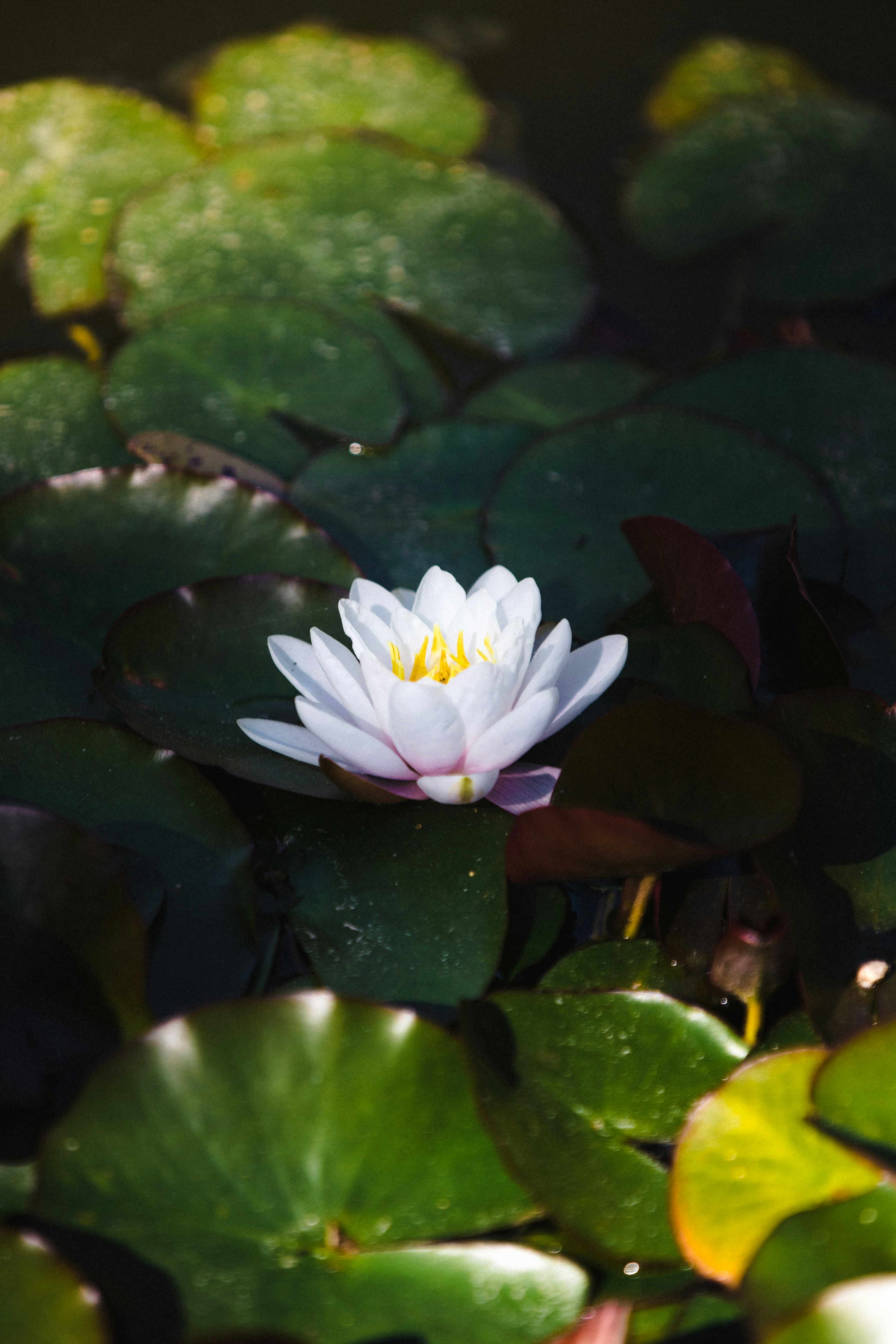 White lotus flower on water photo Free Plant Image on Unsplash