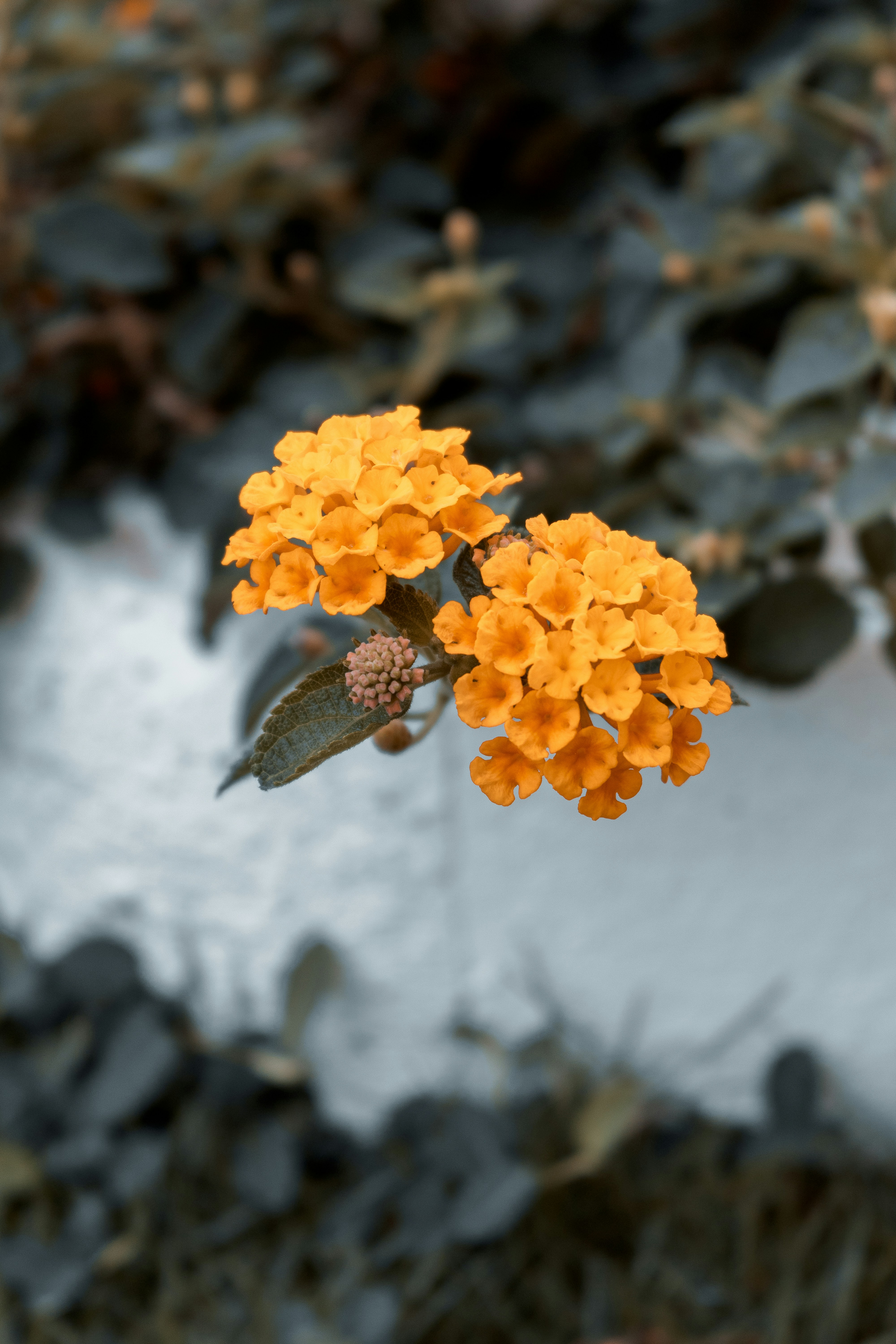 Yellow flower on white snow photo Free Santo domingo Image on Unsplash