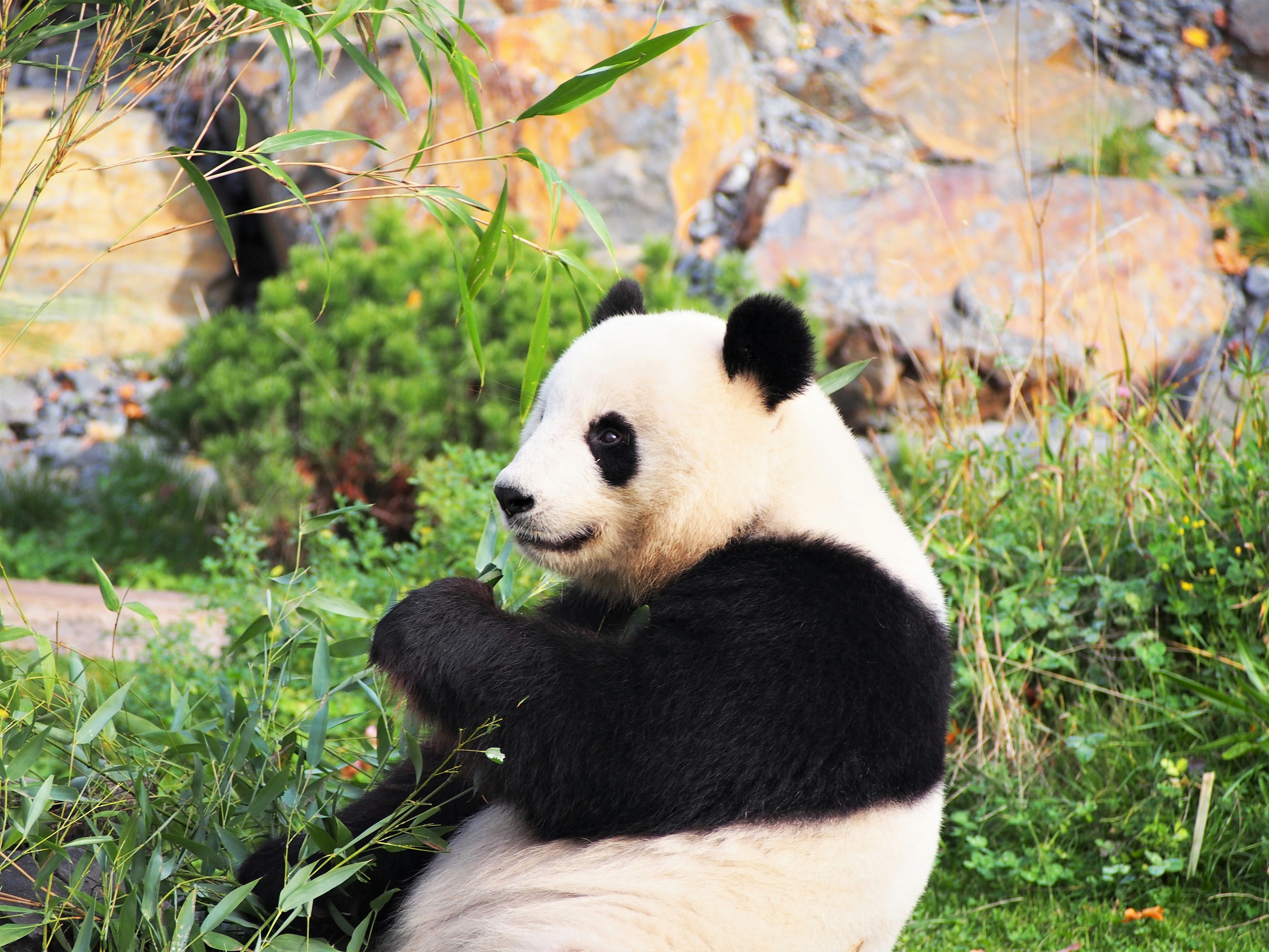 Giant Panda Pictures Download Free Images on Unsplash
