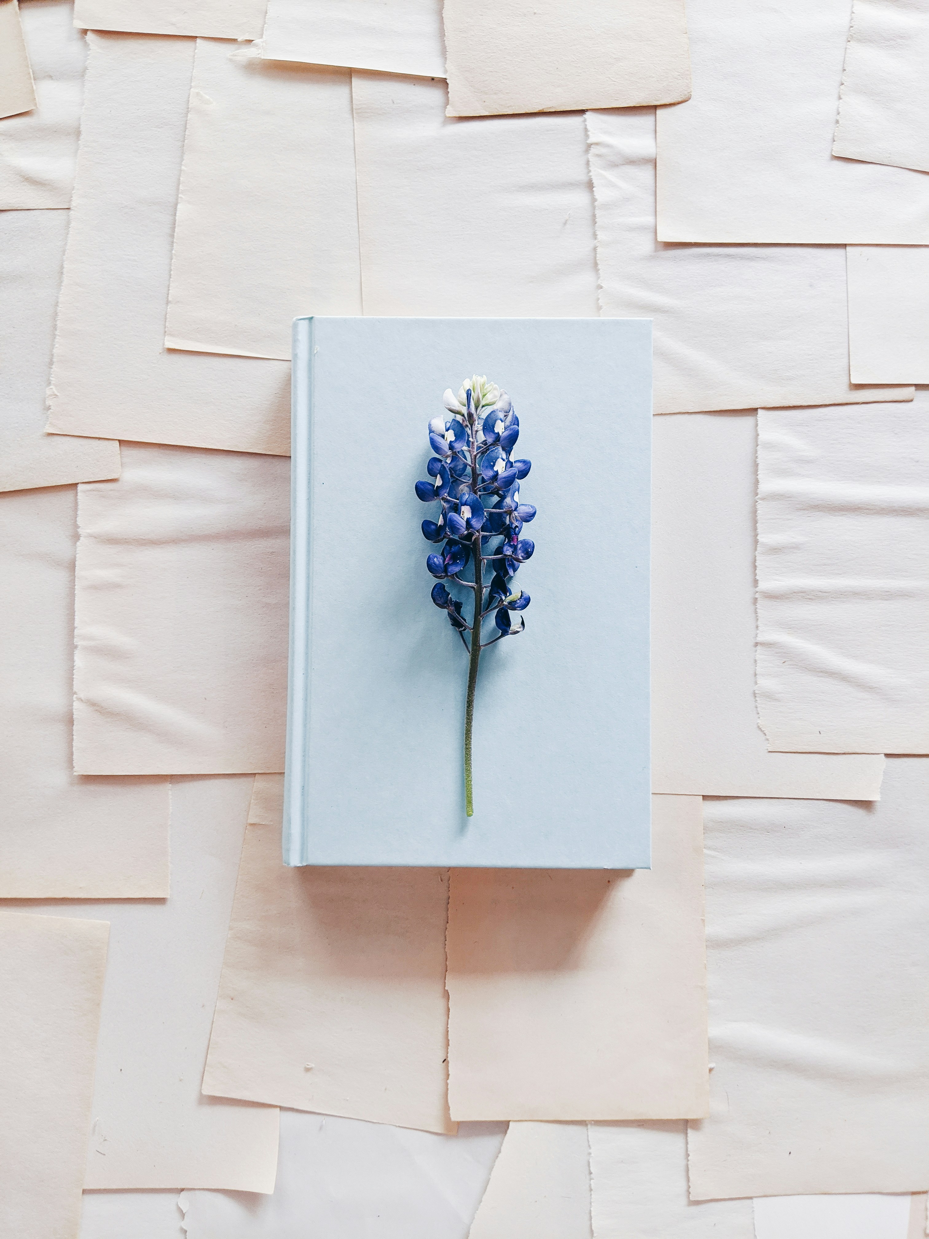 Blue and white floral wall decor photo Free Book Image on Unsplash