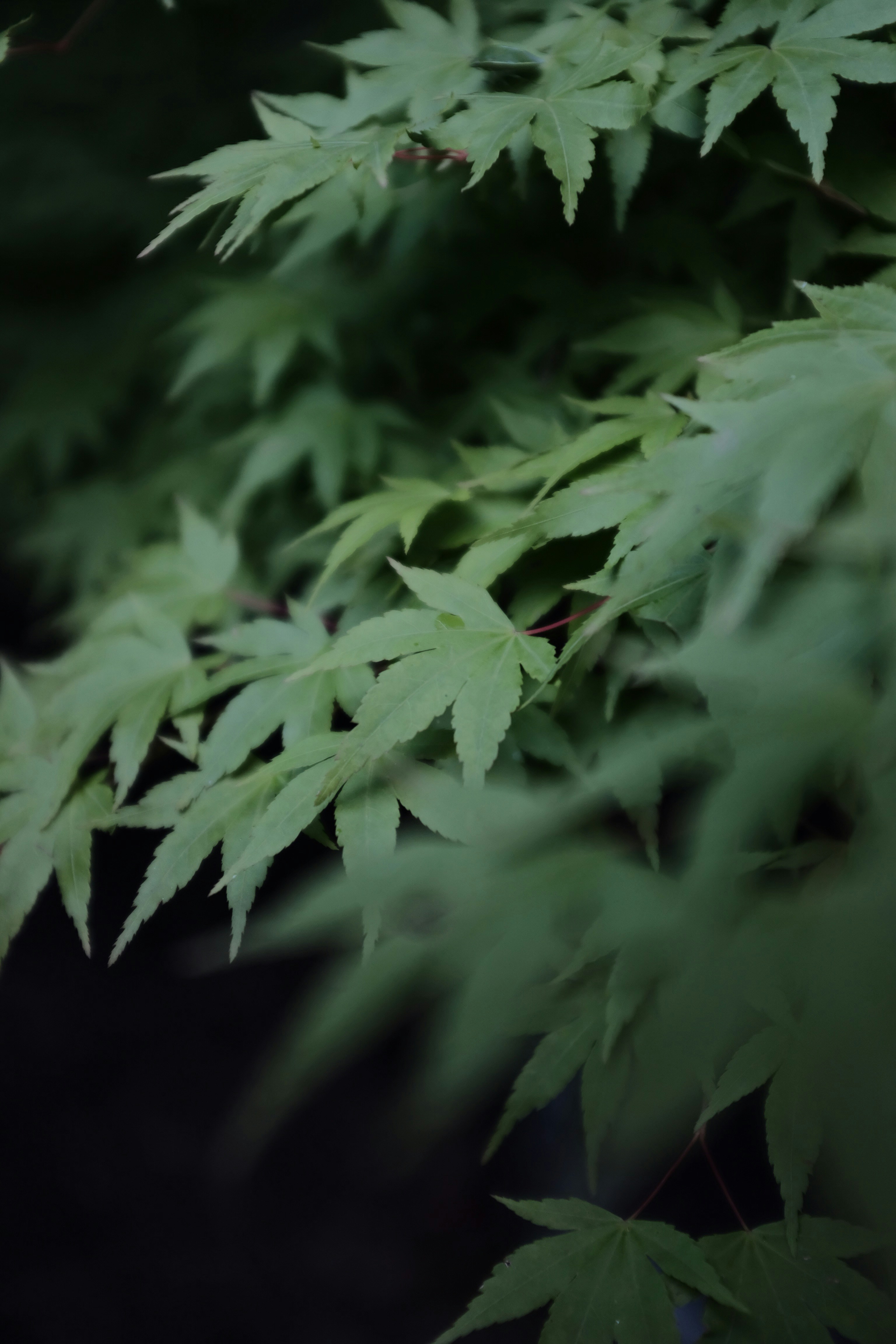 green leaves in black background photo Free Leaf Image on Unsplash