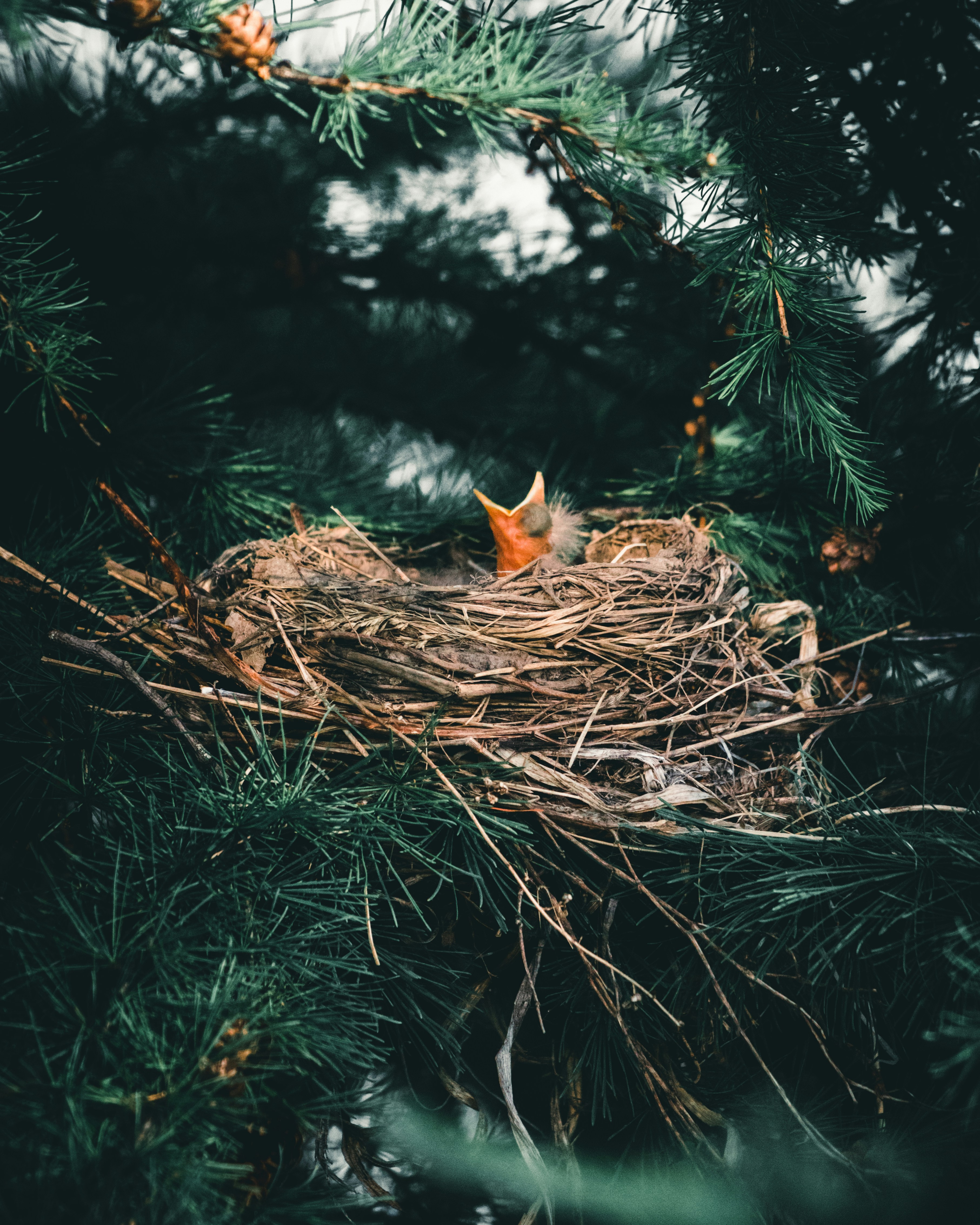 Best Bird Nest Pictures [HD] Download Free Images on Unsplash