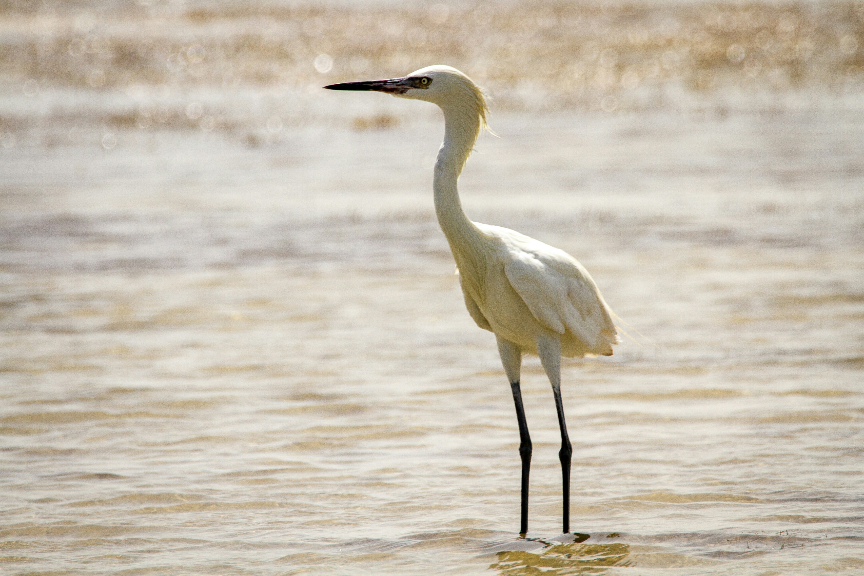 white long beak bird on water during daytime photo Free Bird Image on