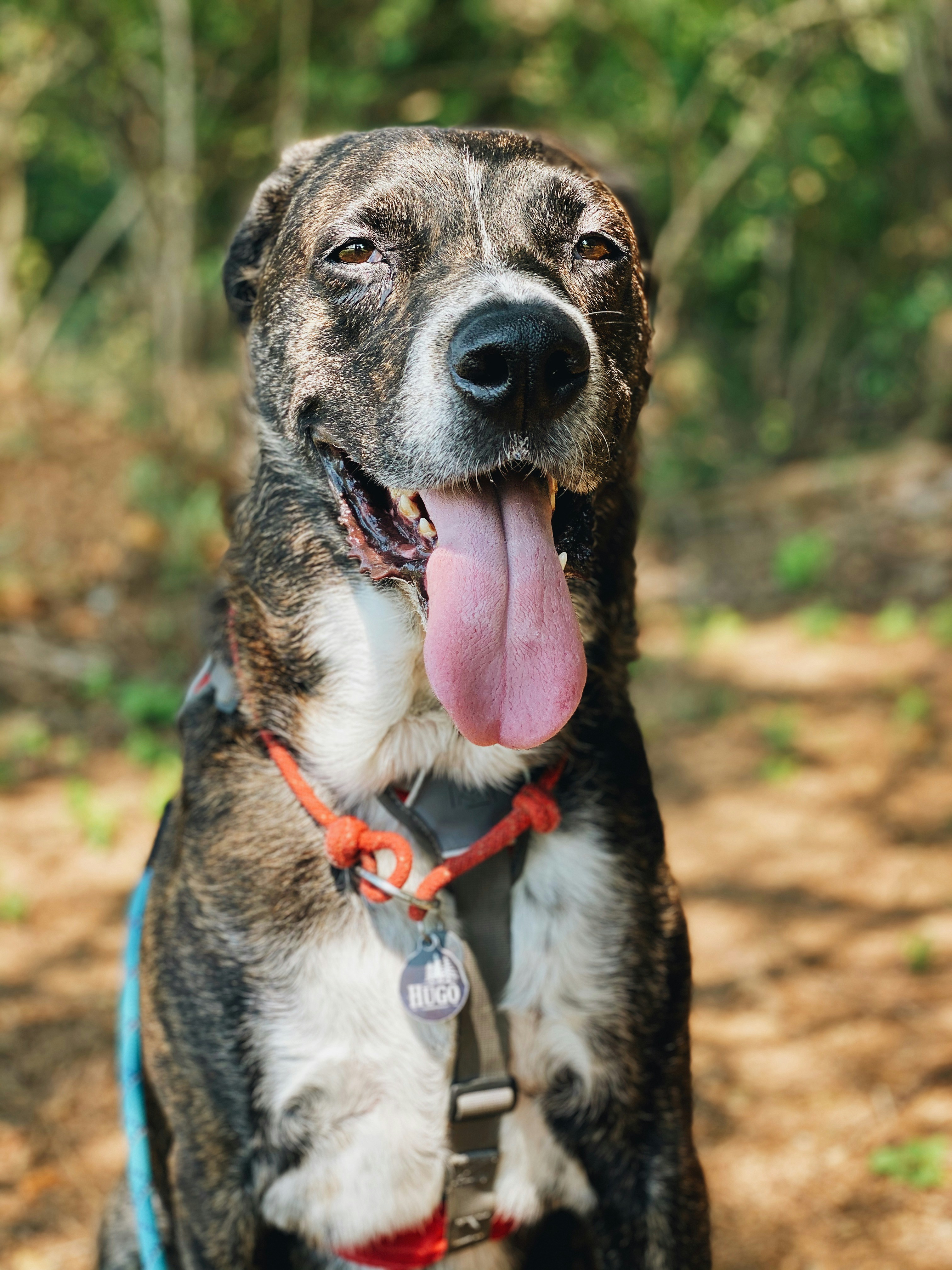 Black and white short coat dog with red collar photo Free Dog Image
