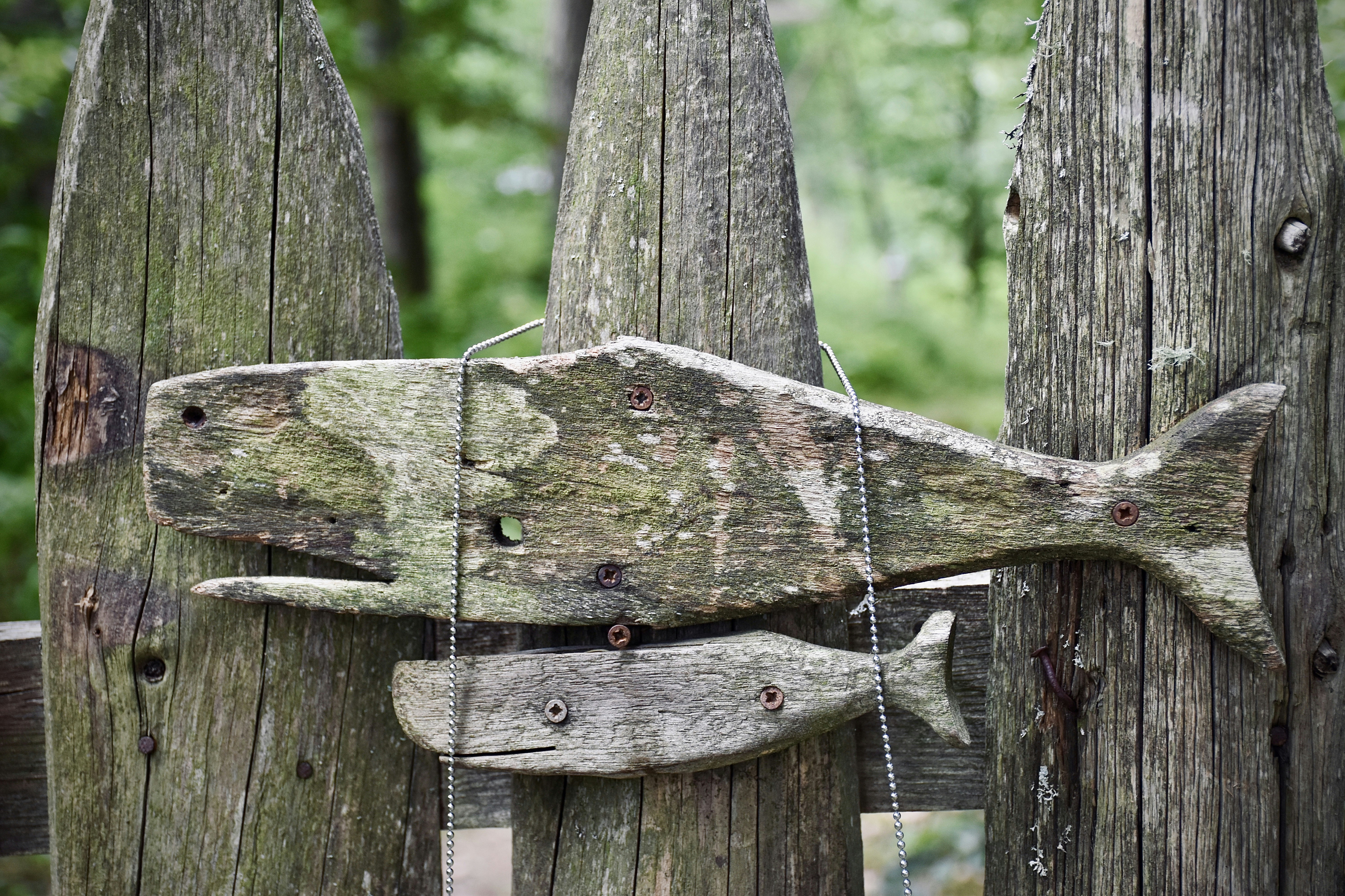 7 Safety Tips for Using Woodchuck Trapping Techniques in Gardens