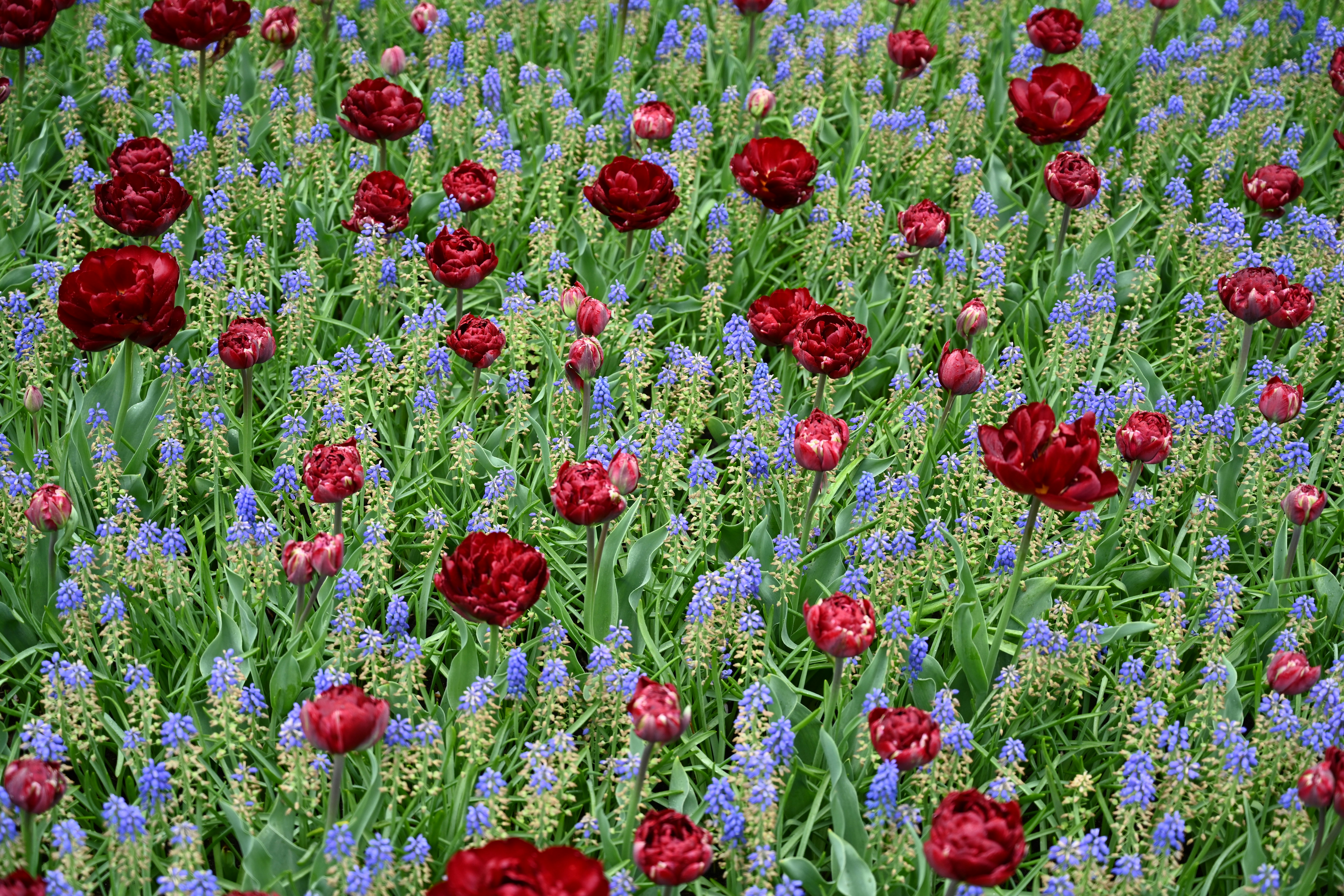 Red and purple flower field photo Free Netherlands Image on Unsplash