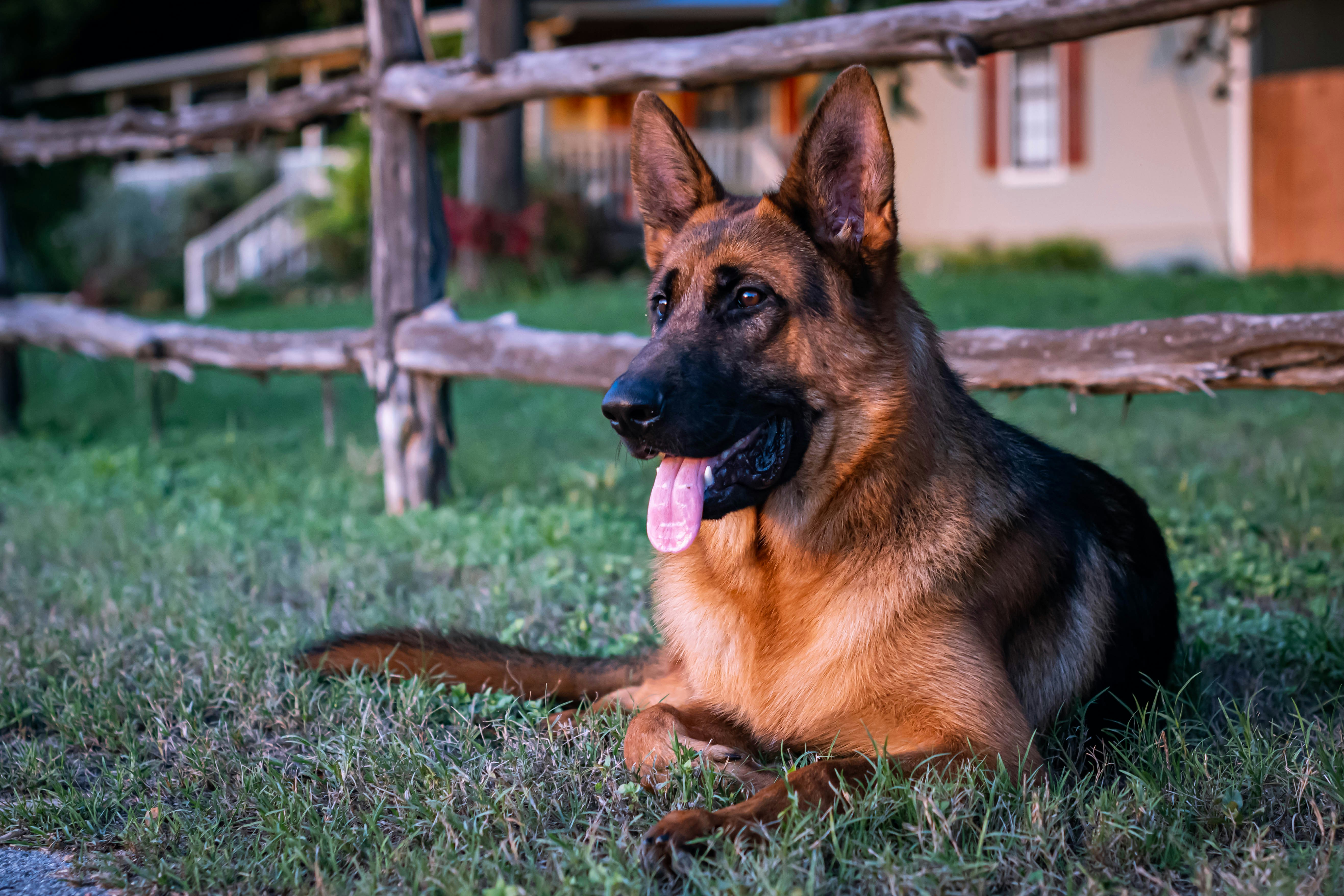 Do German Shepherds Shed? Understanding & Taming the Fluff