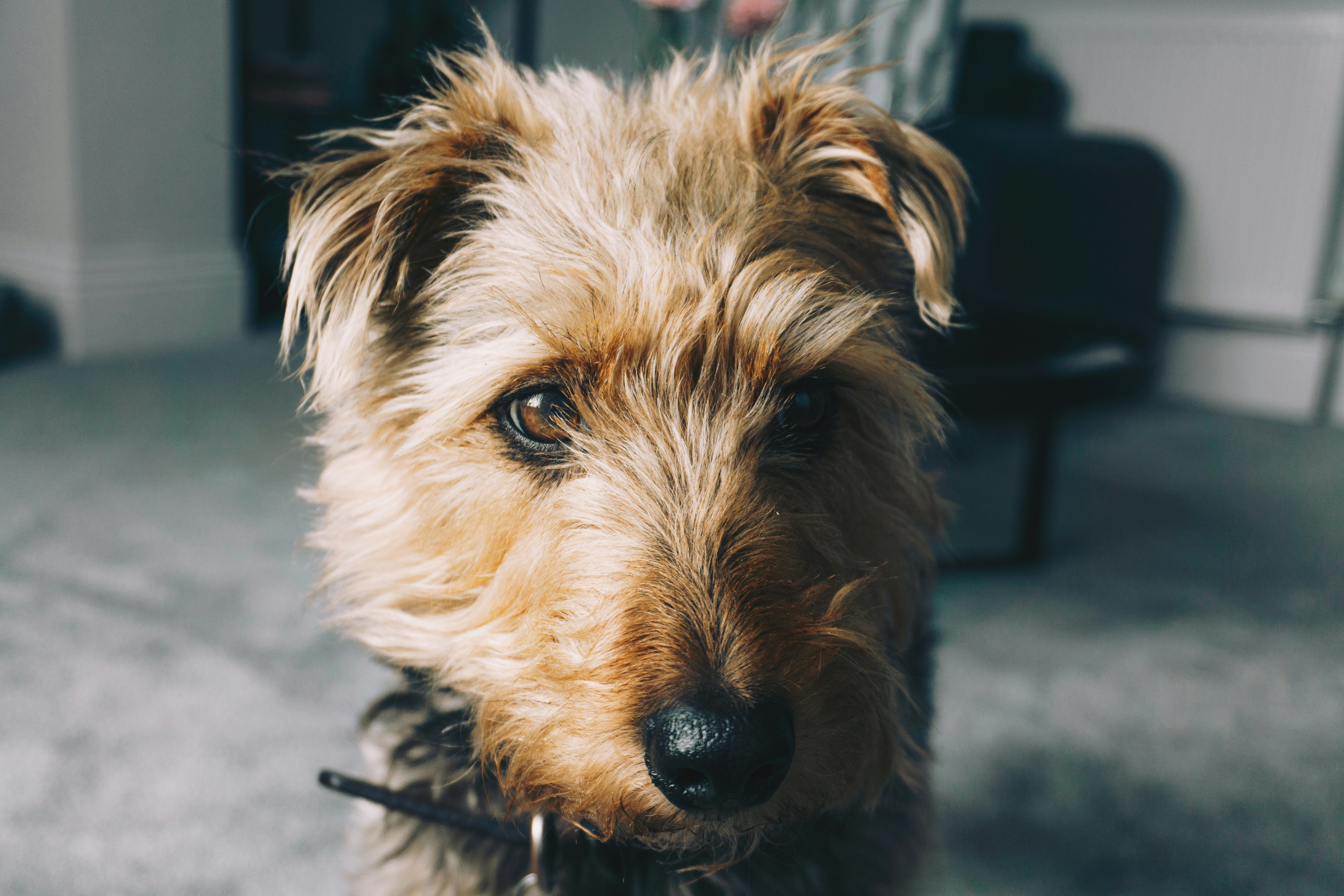 Haart mein Irish Terrier? Wie stark? Zu welcher Jahreszeit