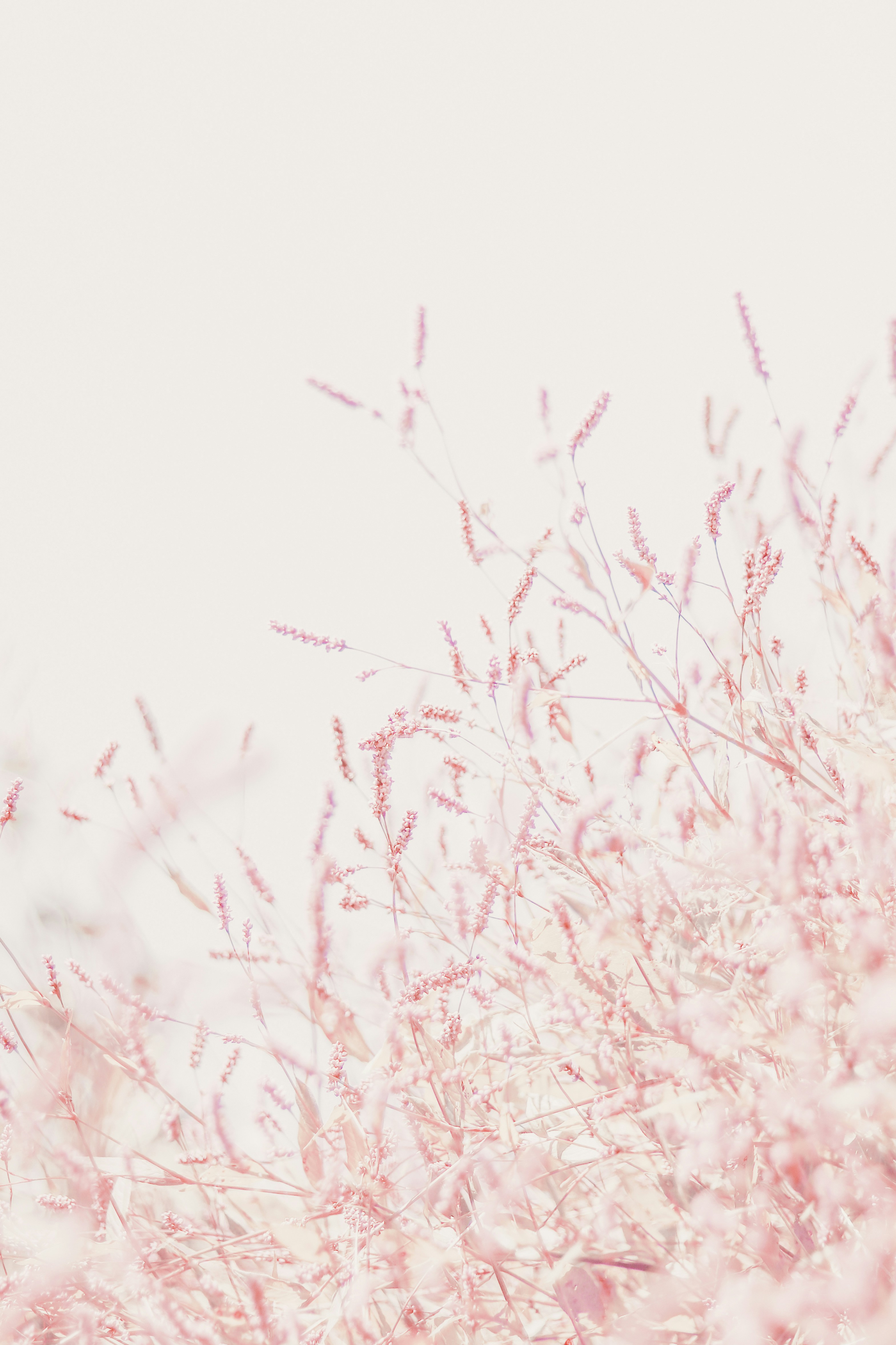 Pastel Pink Background Polos Aesthetic / Background Warna