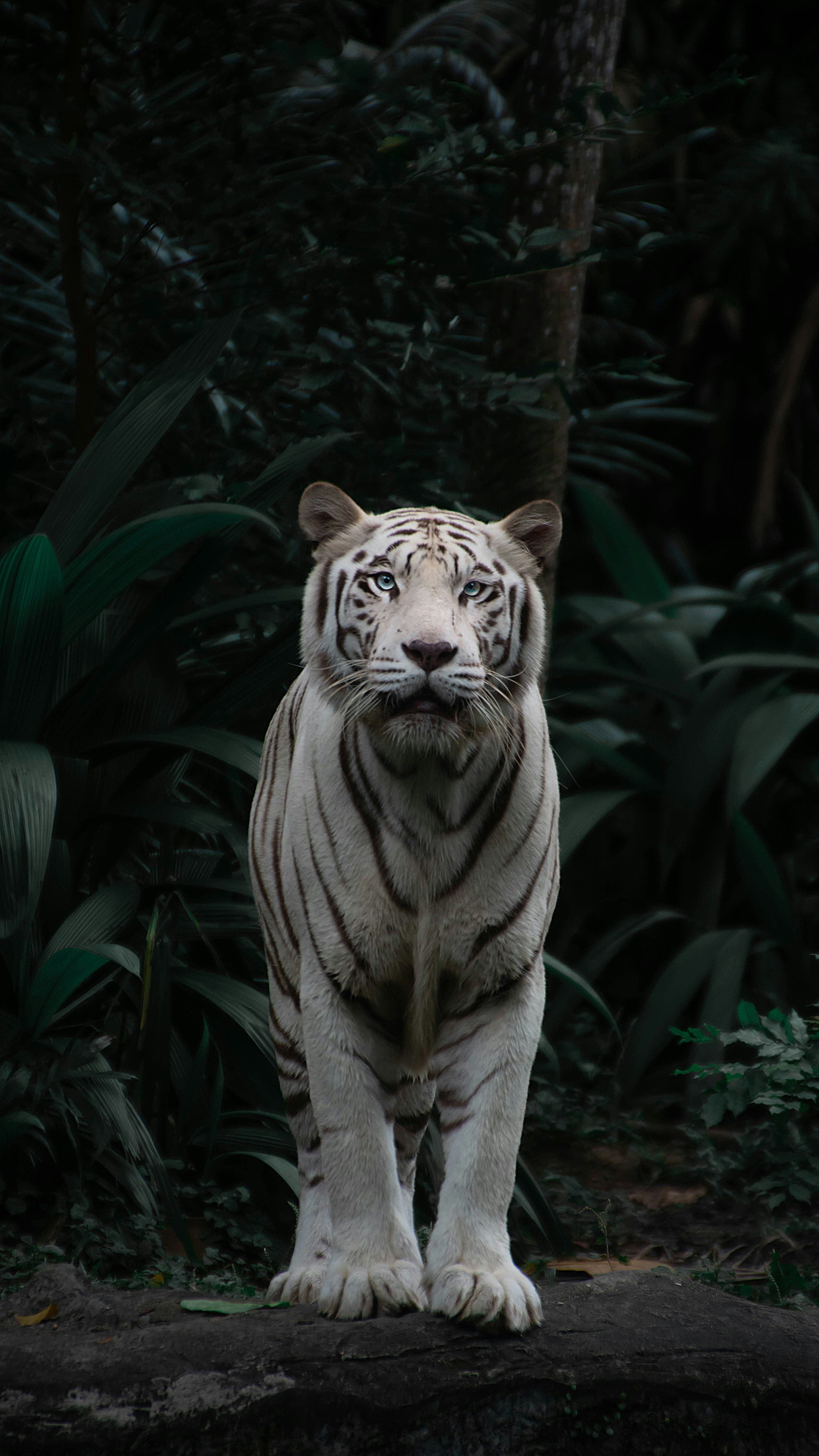 500+ White Tiger Pictures [HD] Download Free Images on Unsplash