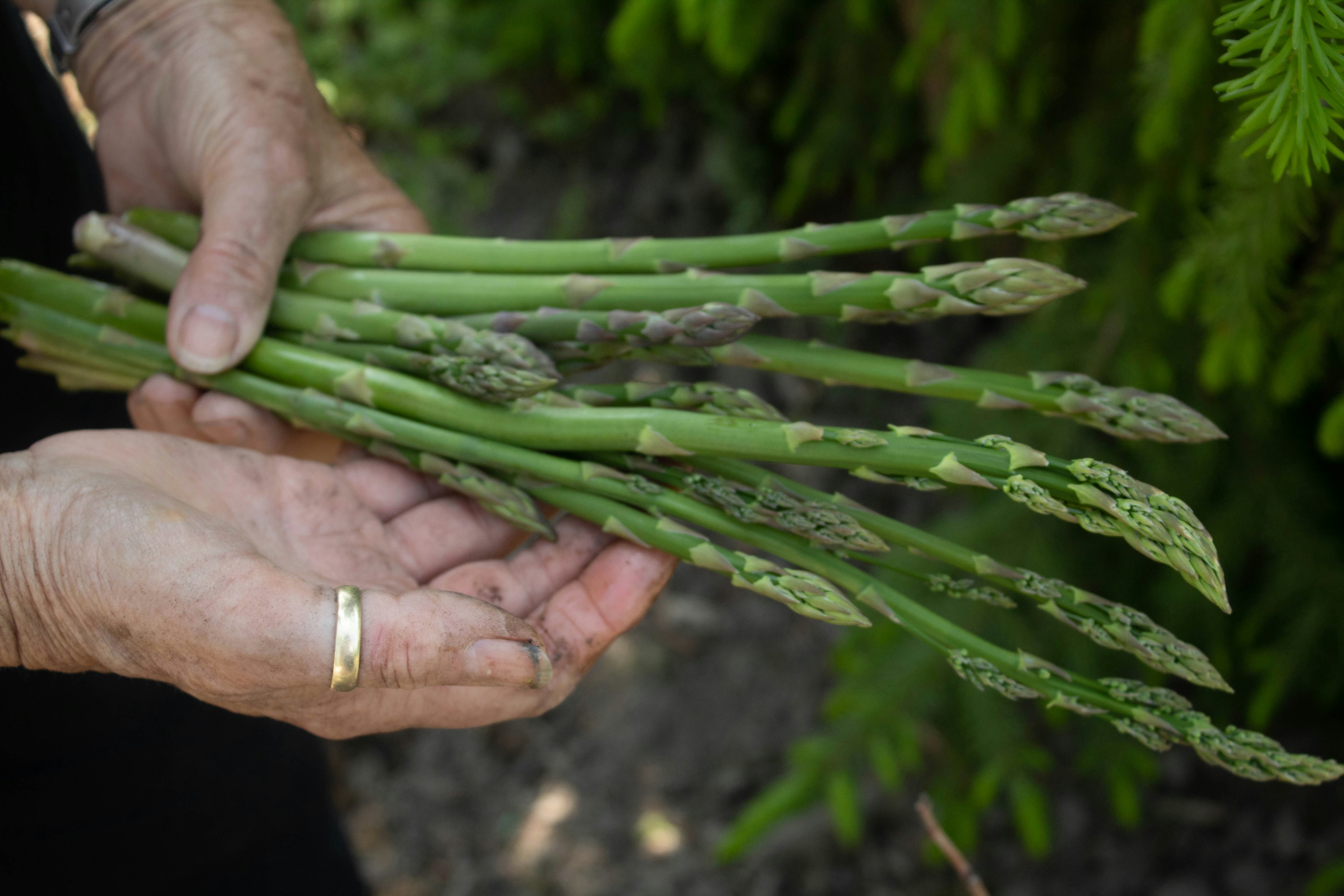 2021 Asparagus Festival & Market