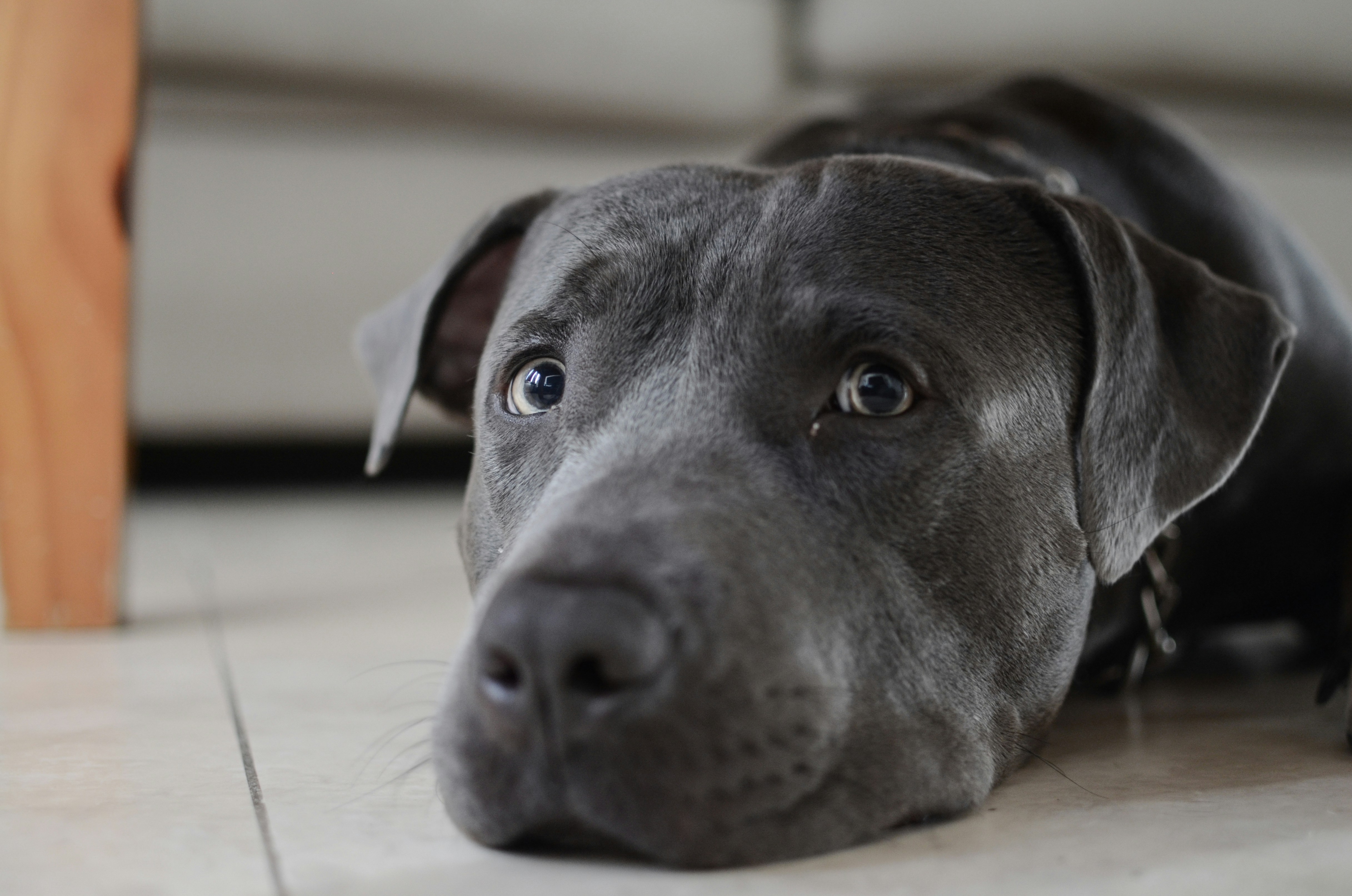 Living with a Blue Staffy What New Owners Need to Know