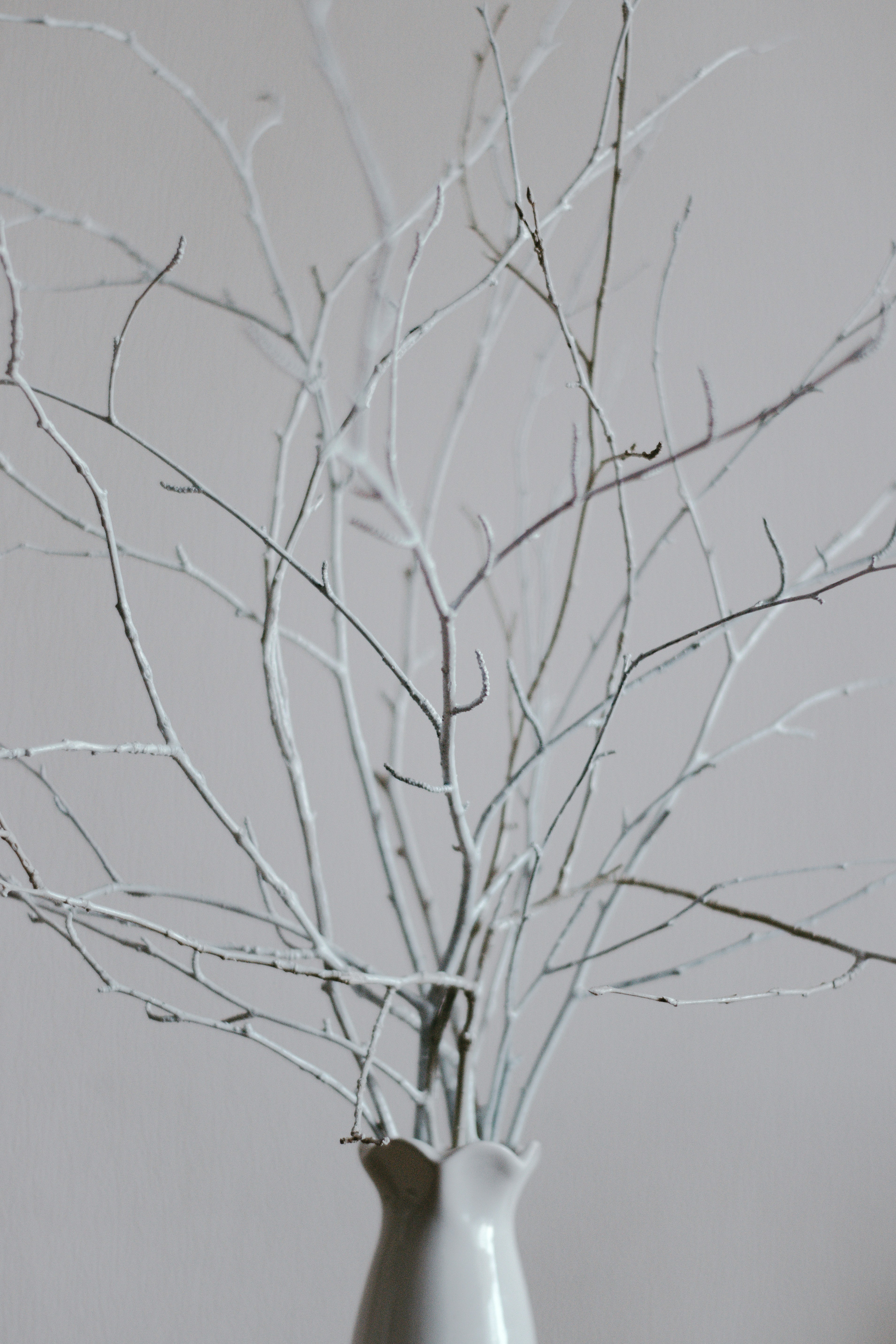Leafless tree under white sky photo Free Grey Image on Unsplash