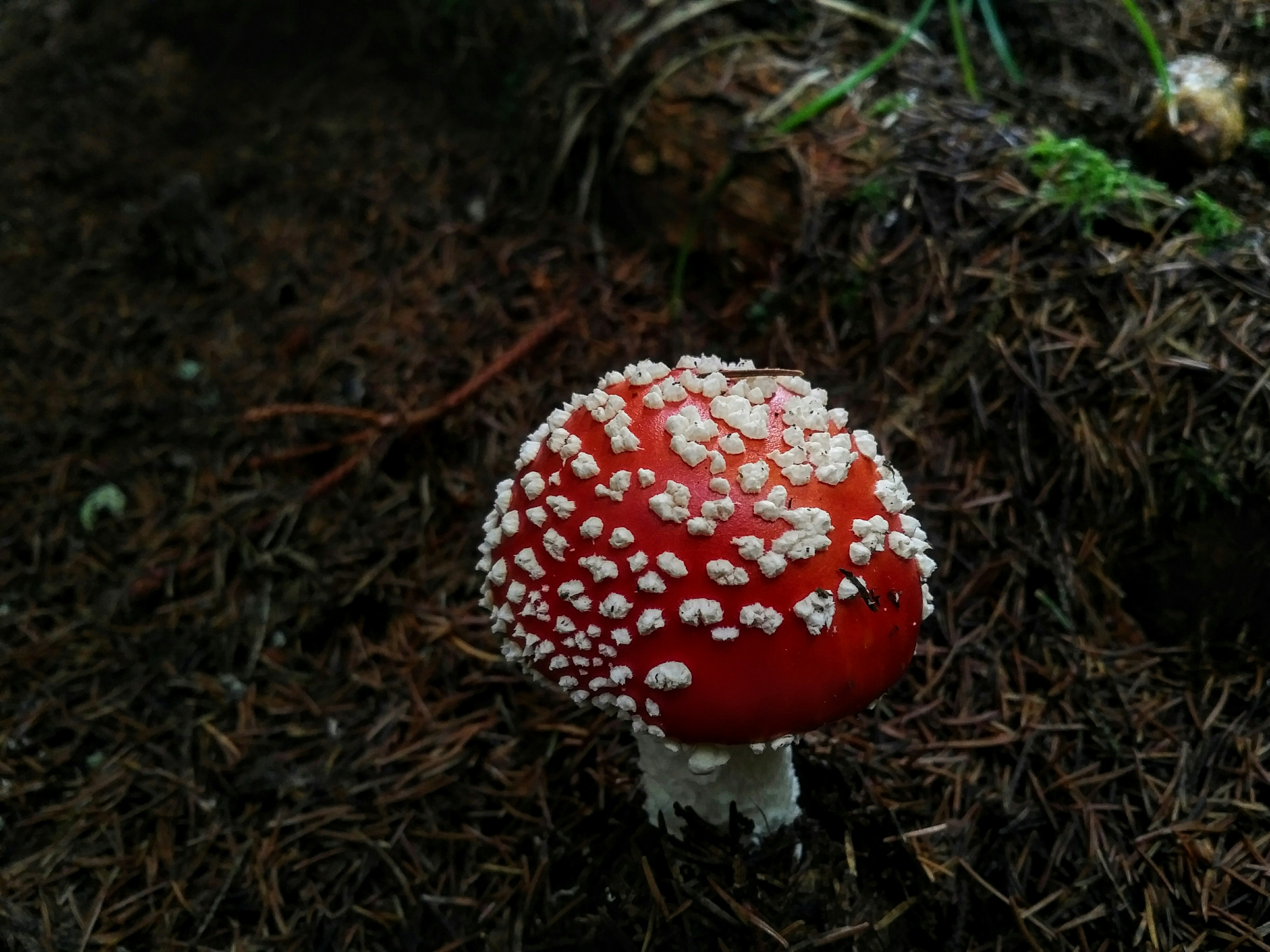 Fly Agaric Pictures Download Free Images on Unsplash