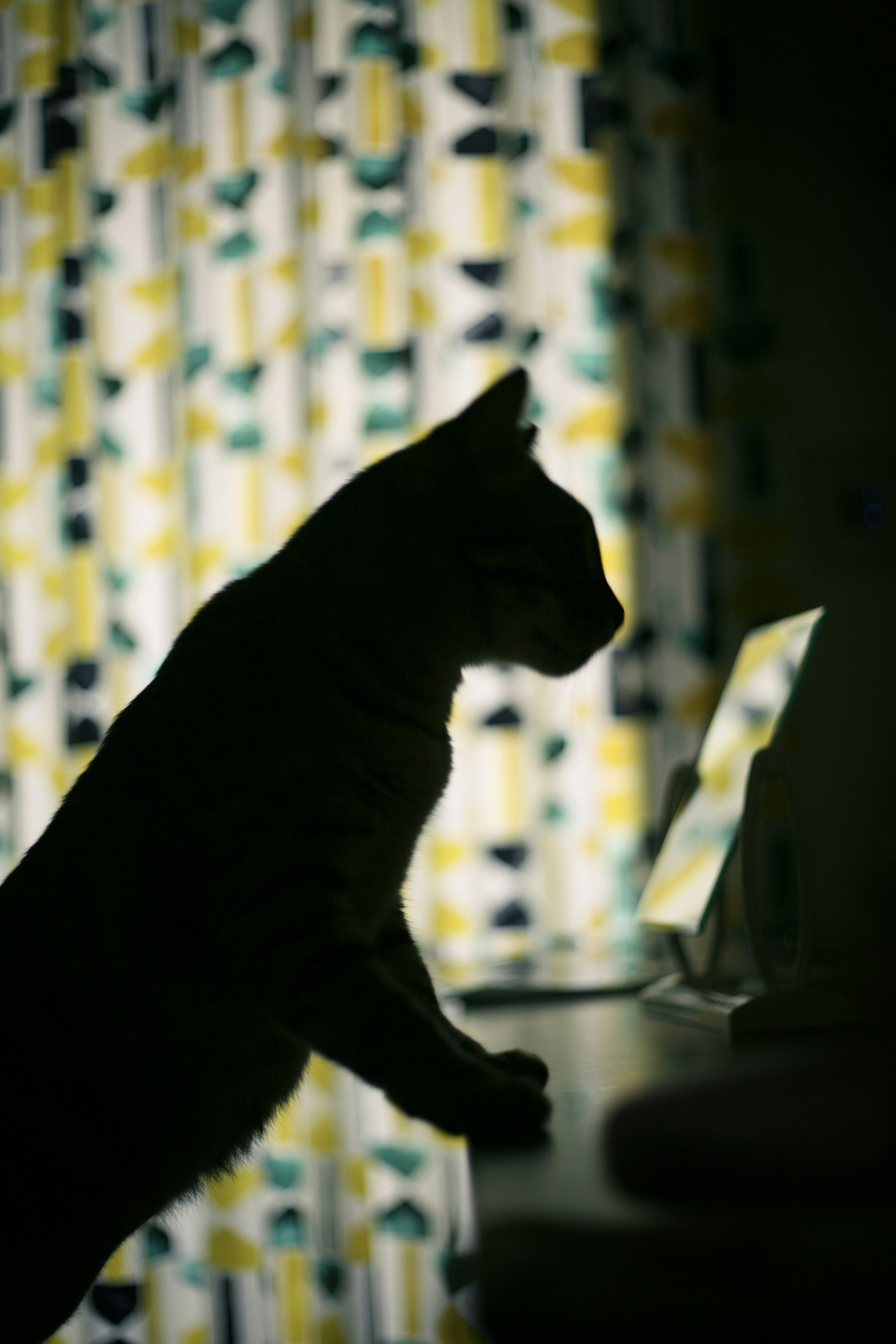 7 Daily Routine Hacks From Pet Cats World