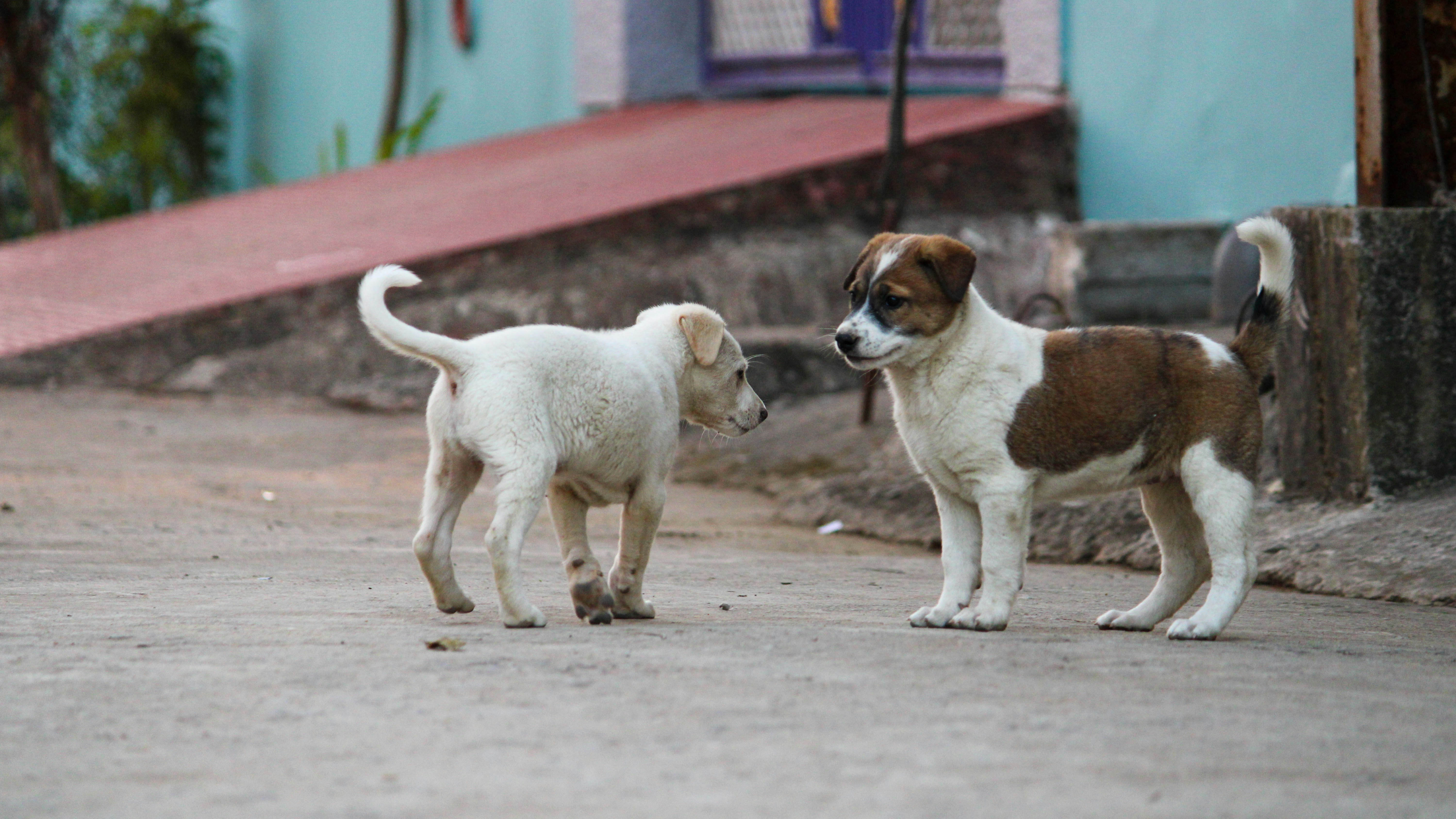 Street Dogs Pictures Download Free Images on Unsplash