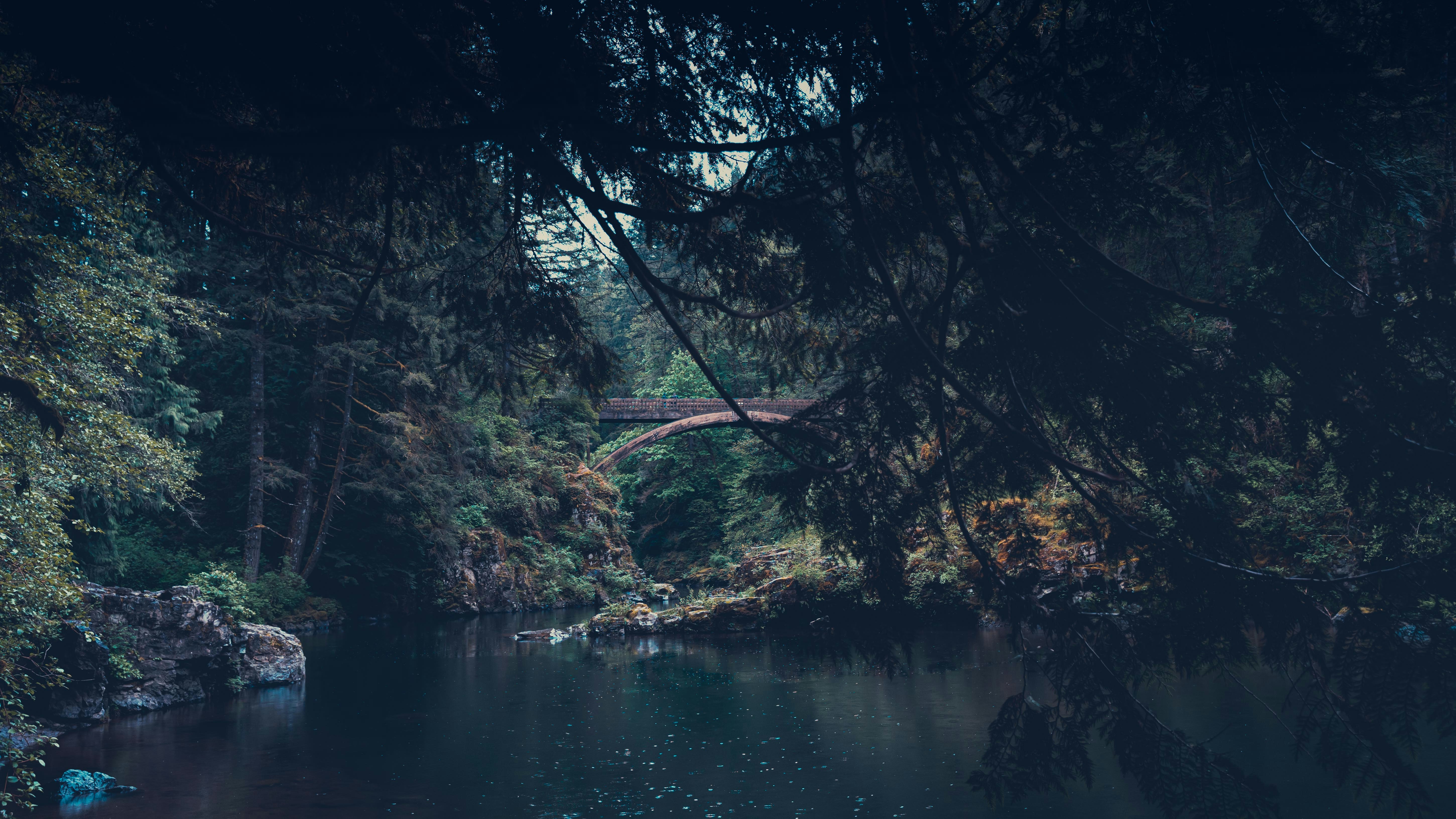 Moody Forest Pictures Download Free Images on Unsplash