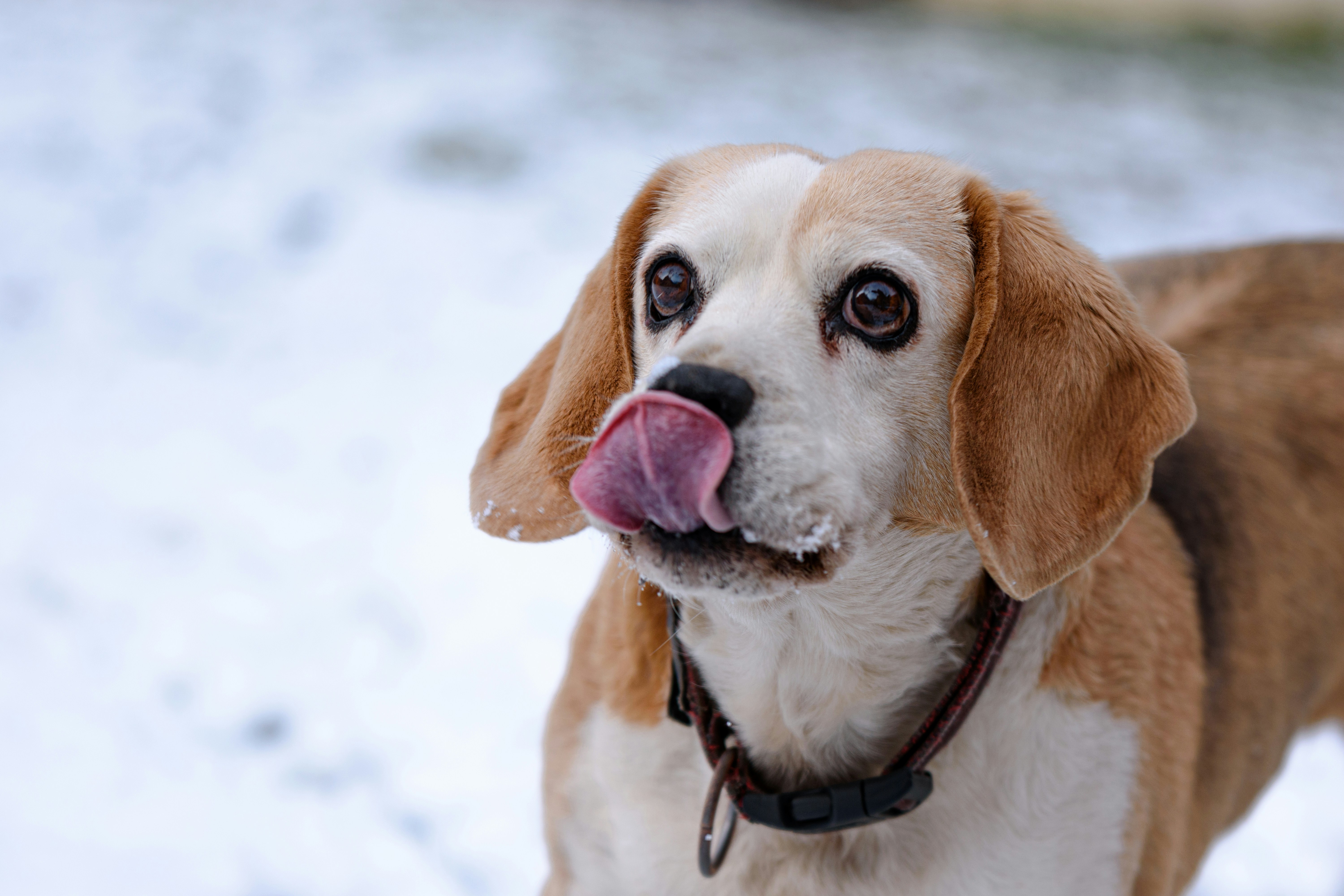 Warum schläft mein Beagle mit offenen Augen? • Labrador