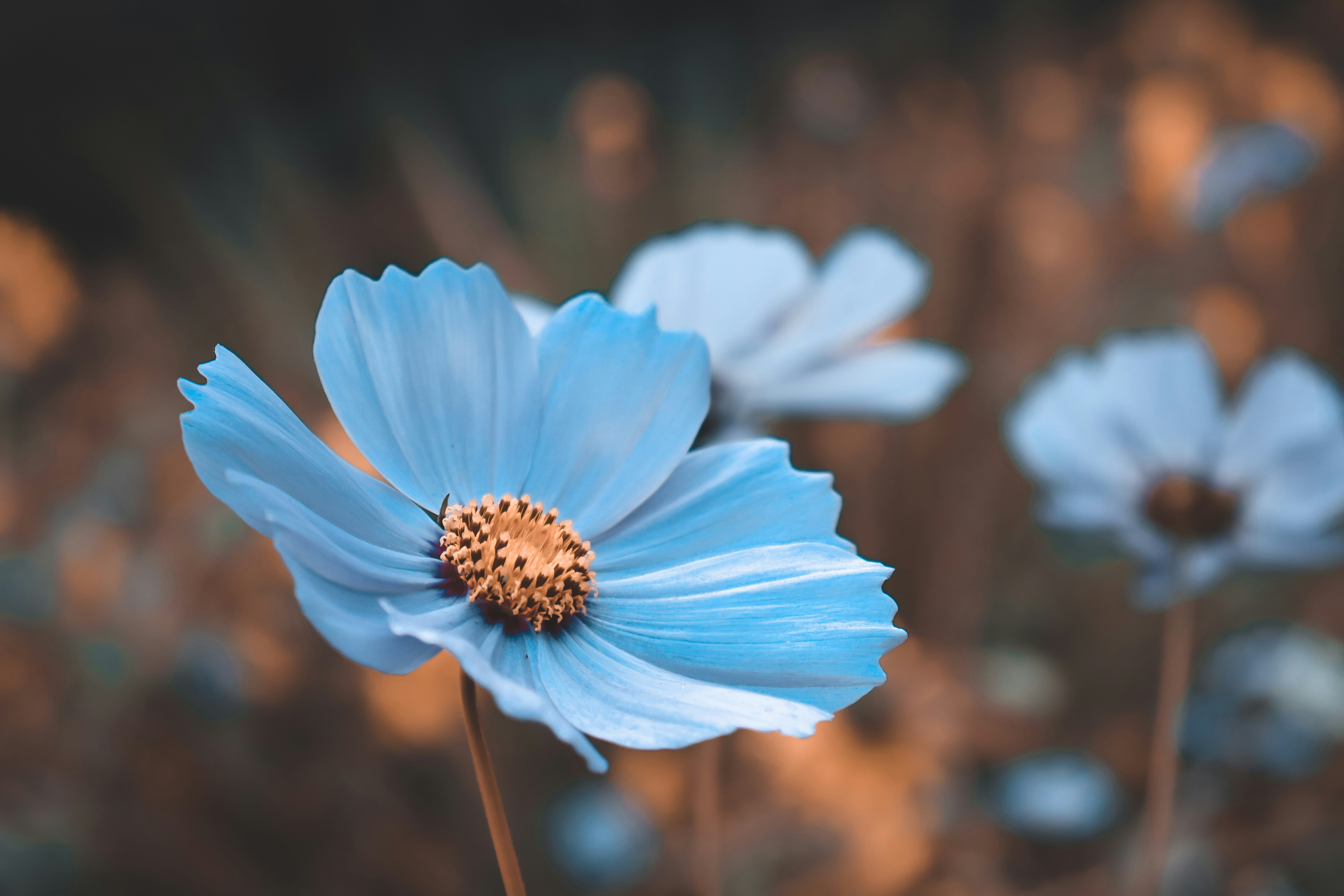 Blue And White Flower Wallpaper