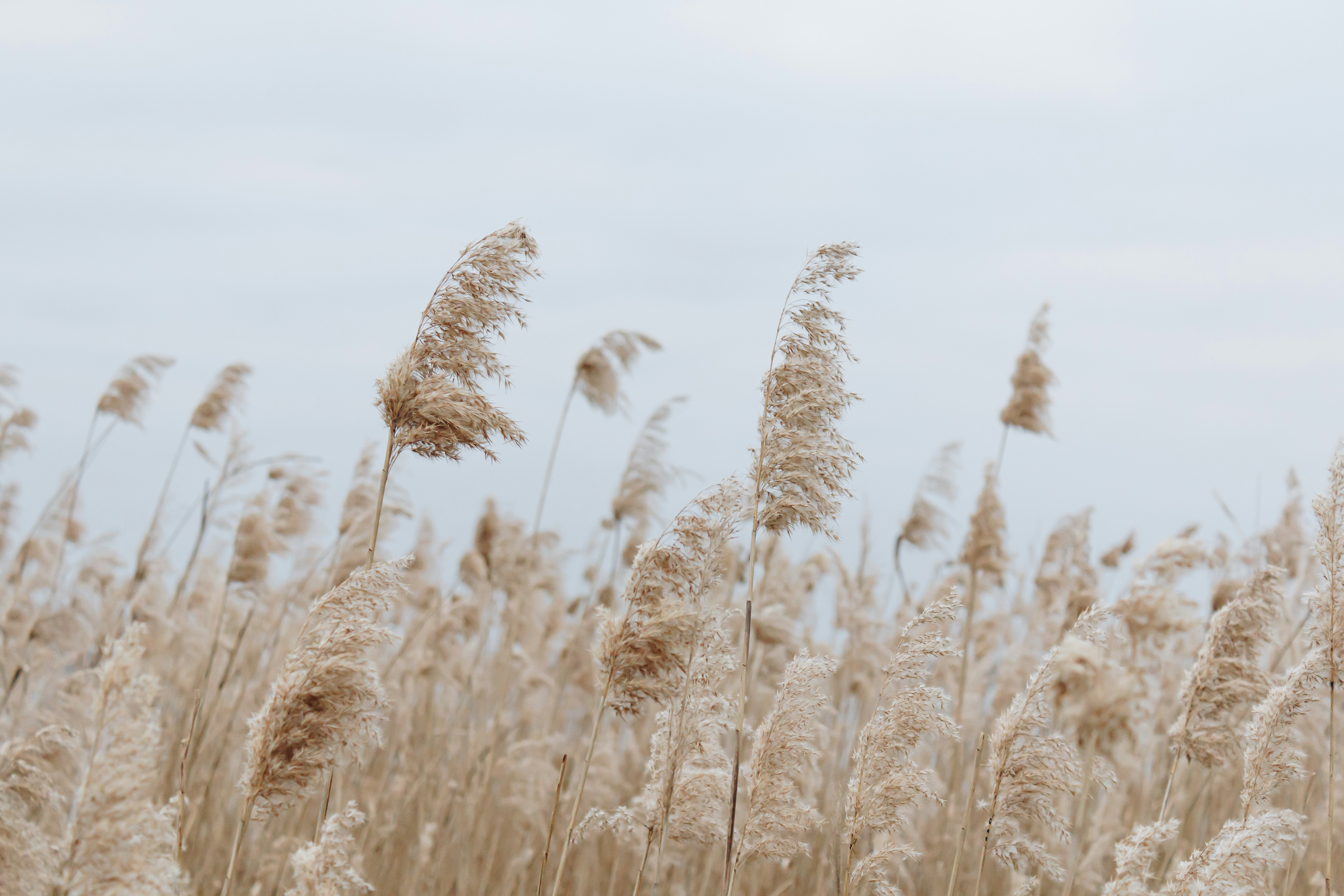 550+ Pampas Grass Pictures Download Free Images on Unsplash
