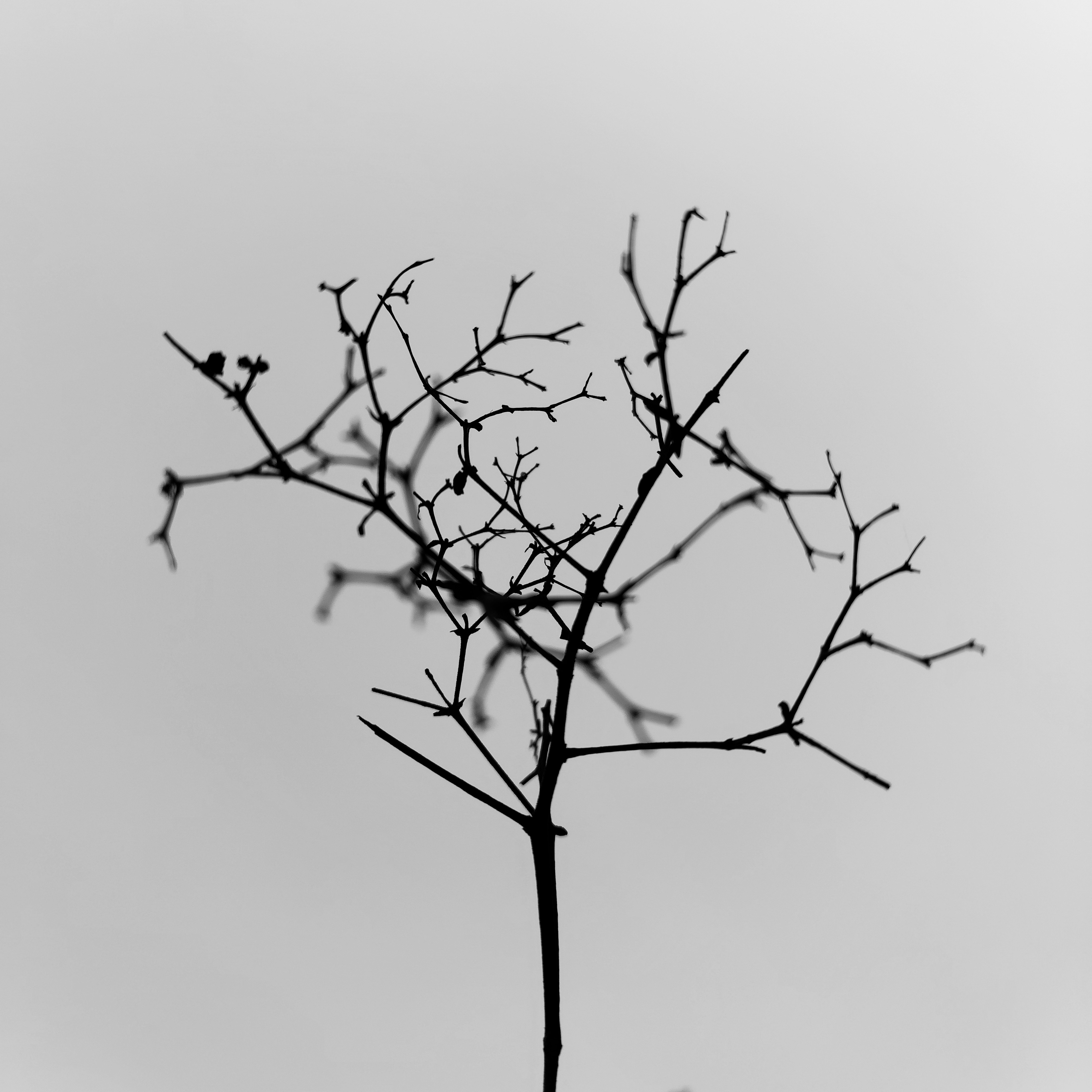 Black leafless tree under white sky photo Free Monochrome Image on Unsplash