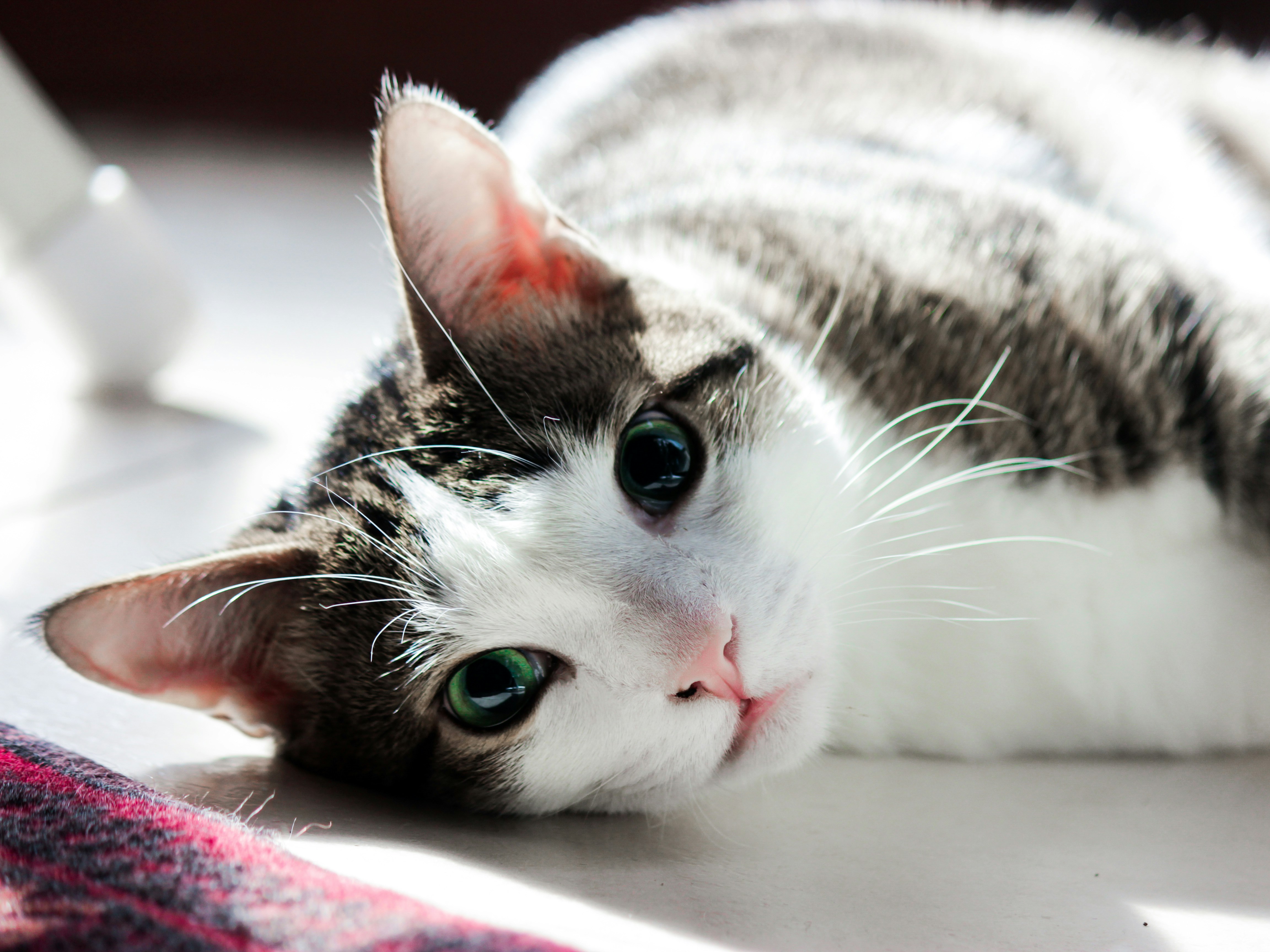 Cats Sleeping Pictures Download Free Images on Unsplash