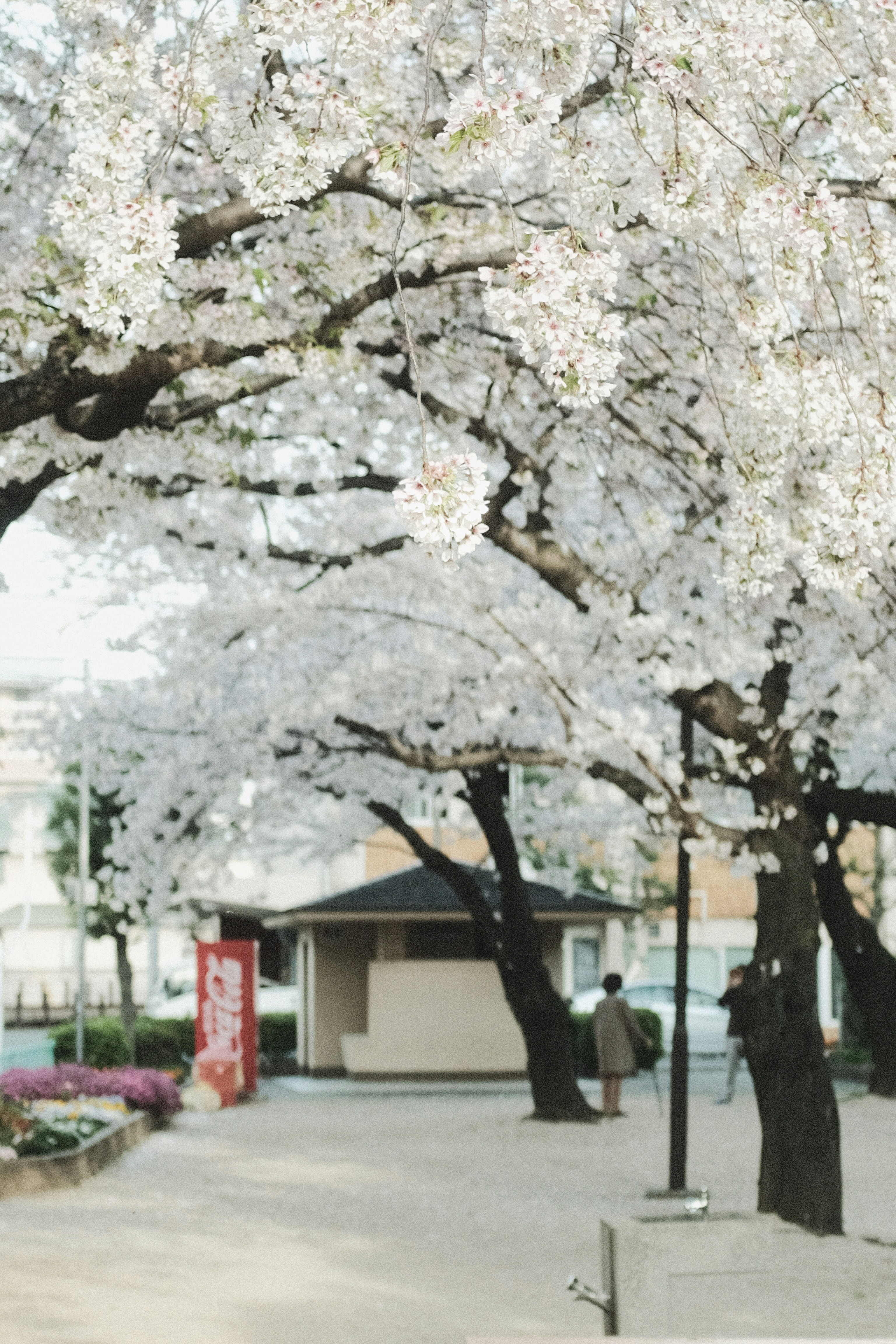 White cherry blossom tree near white building during daytime photo Free Grey Image on Unsplash