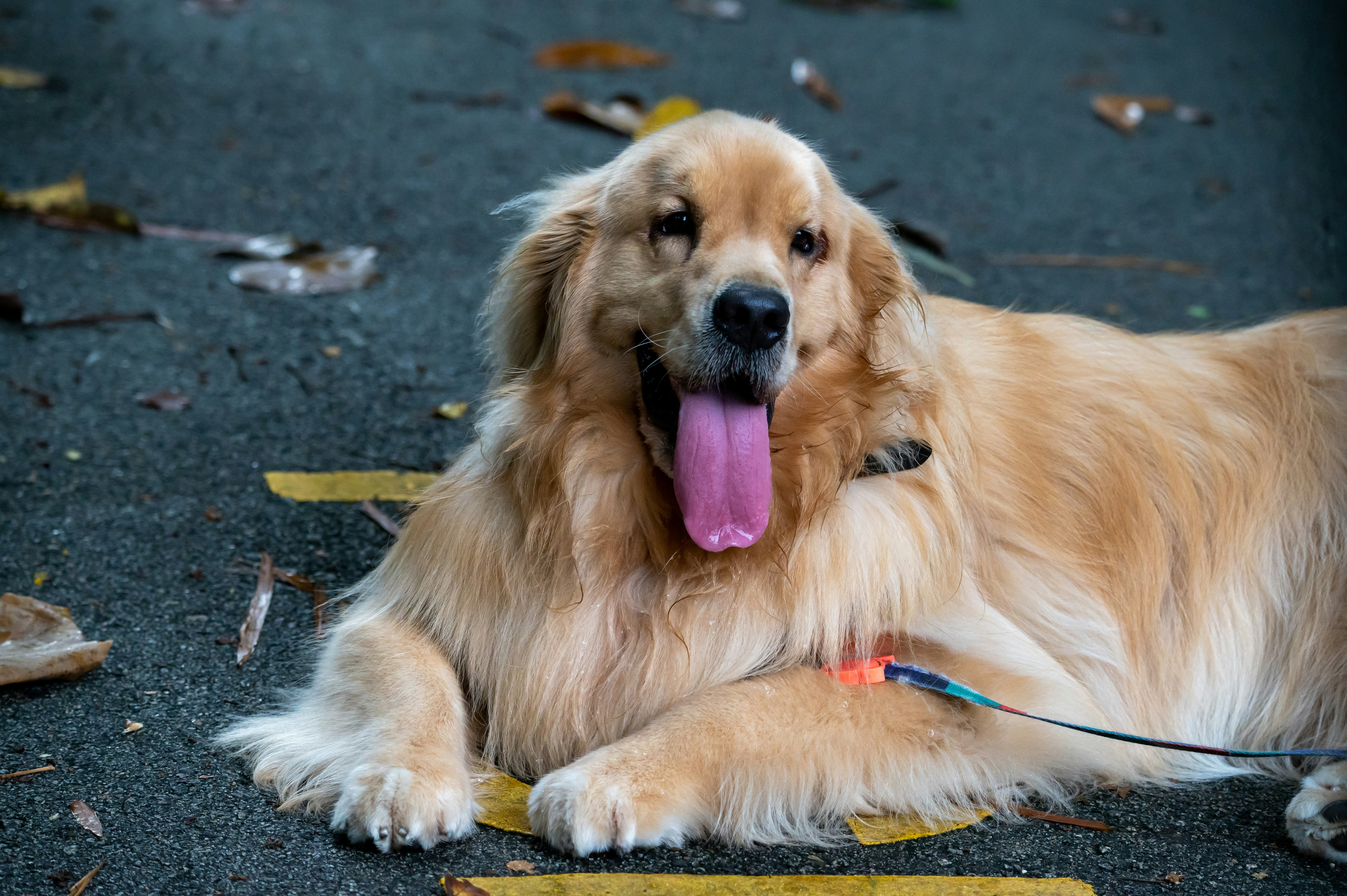 Golden retriever lying on ground photo Free Singapore Image on Unsplash