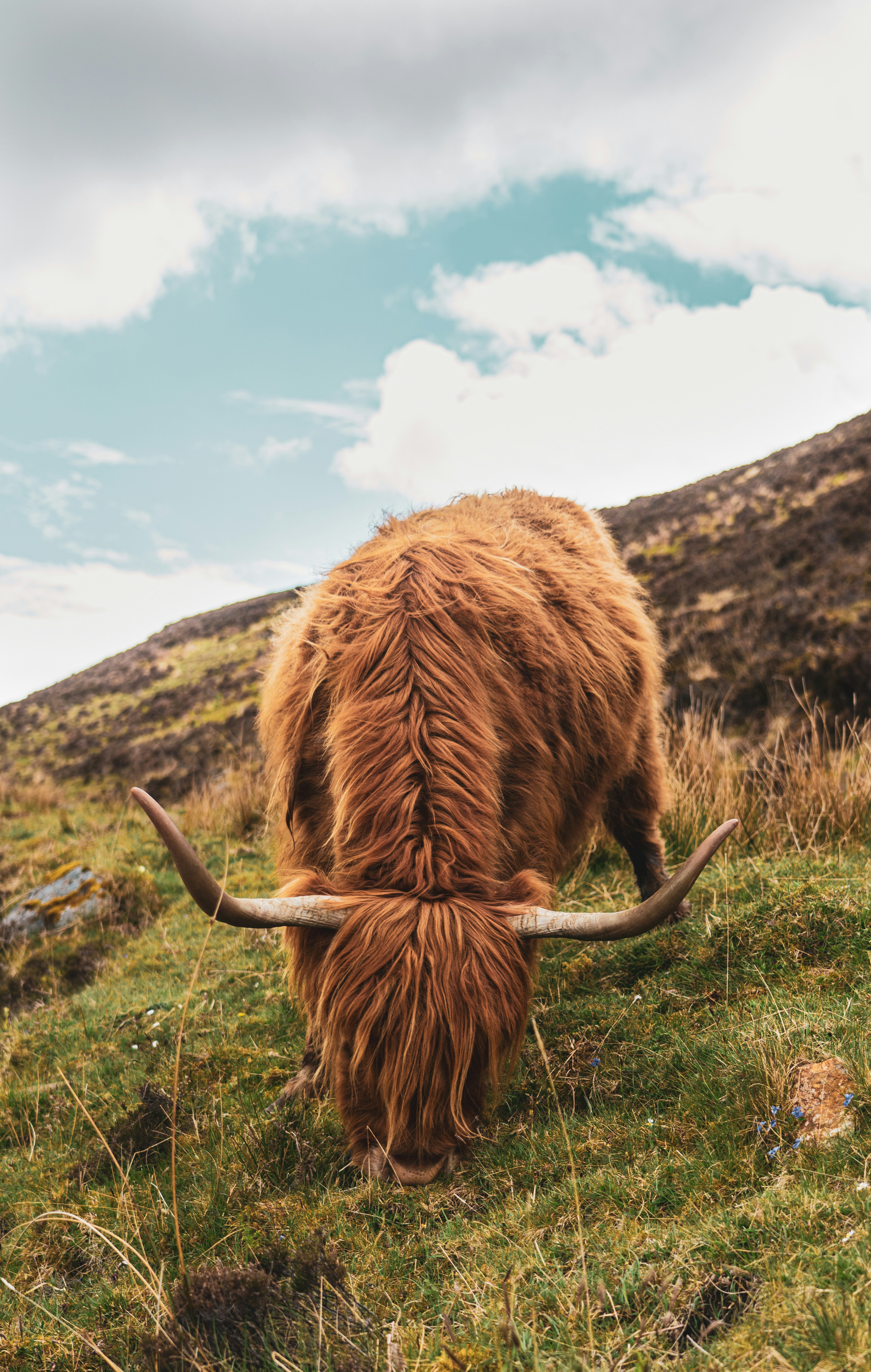 Cow Eating Grass Pictures Download Free Images on Unsplash