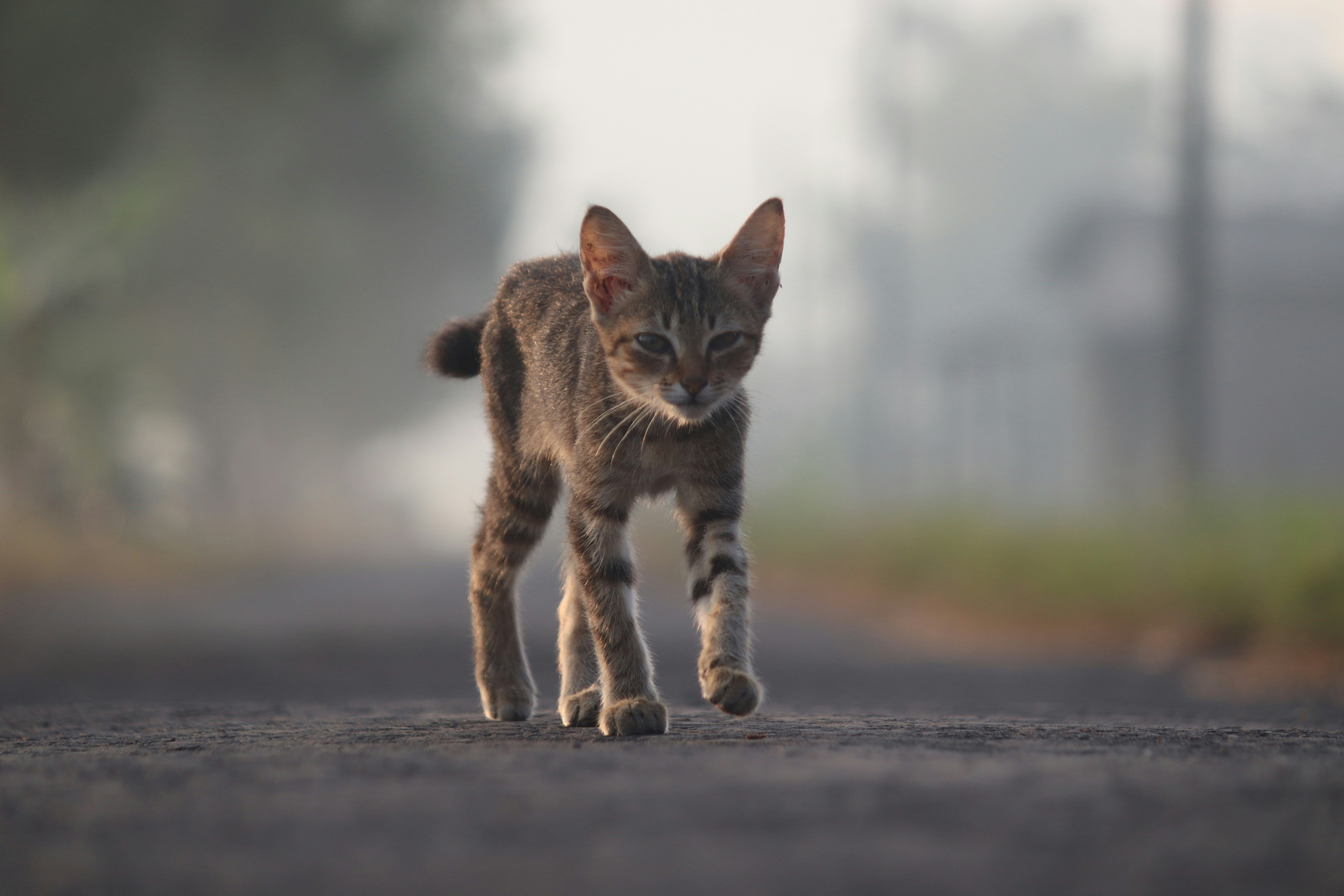 Tooth Resorption in Cats Signs &amp; Solutions