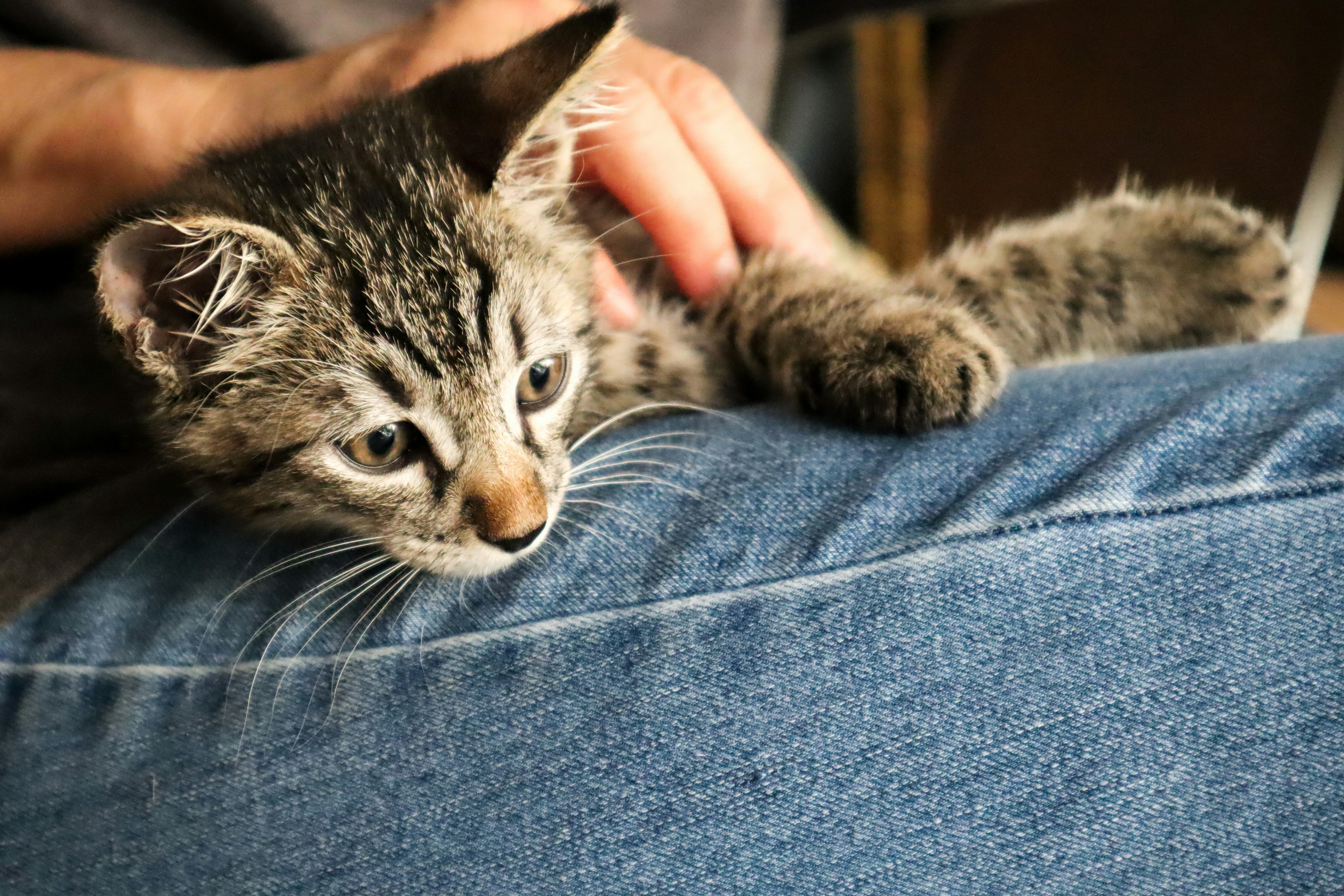 7 Budget-Friendly Tips for First-Time Pet Relocation Clients