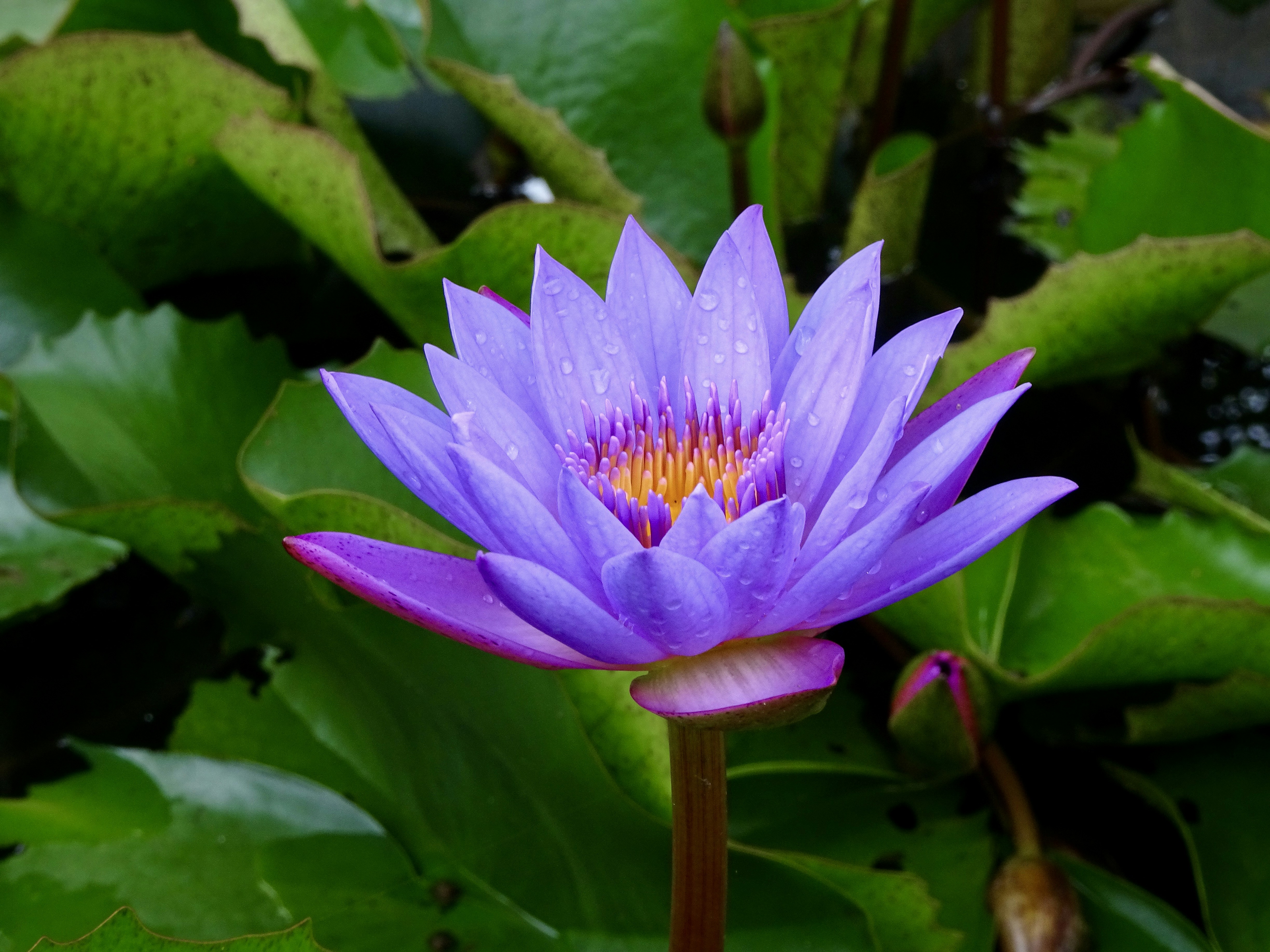 Water Lily Flower Meaning, Symbolism, and Colors Pansy Maiden